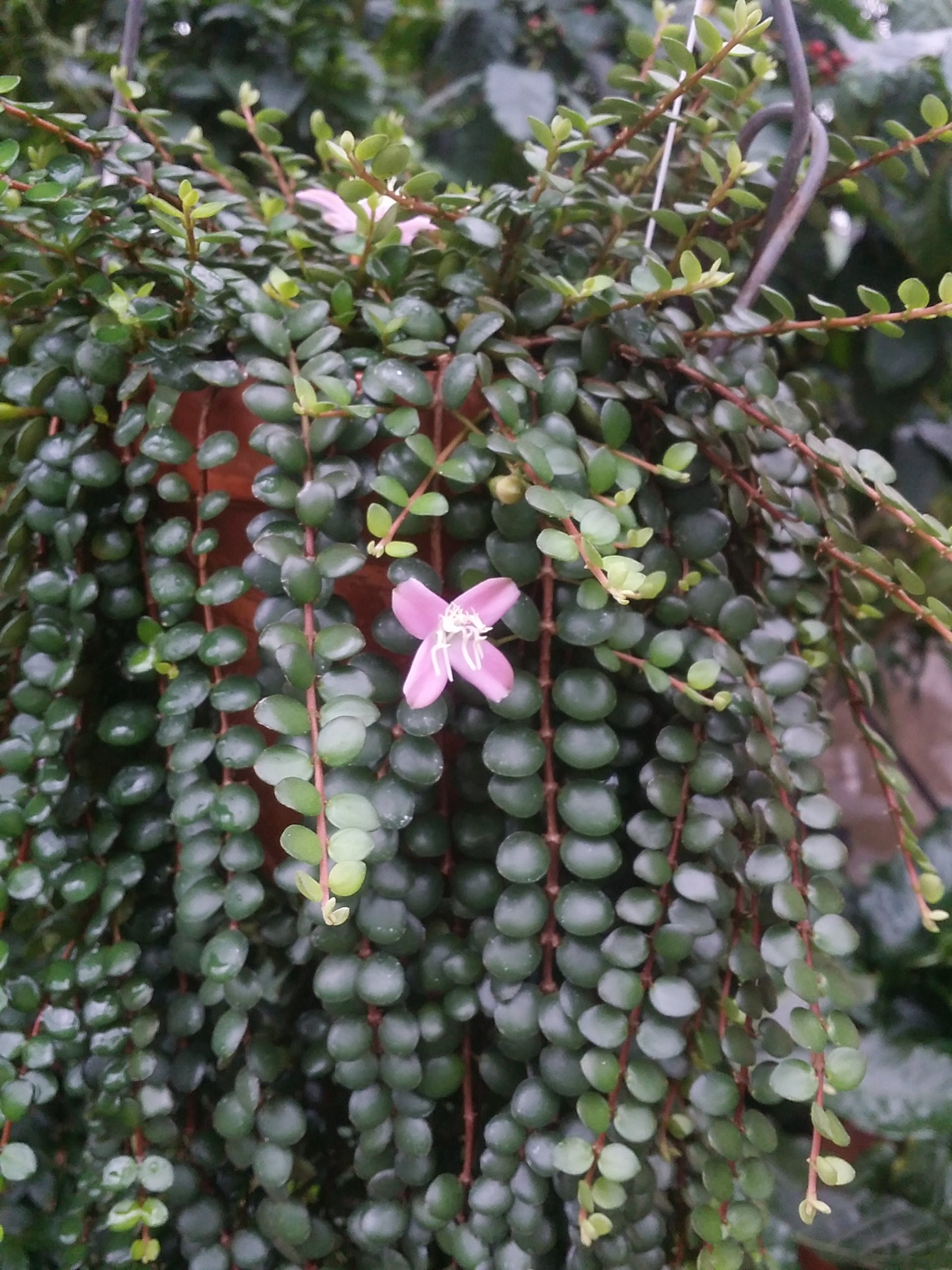Medinilla sedifolia