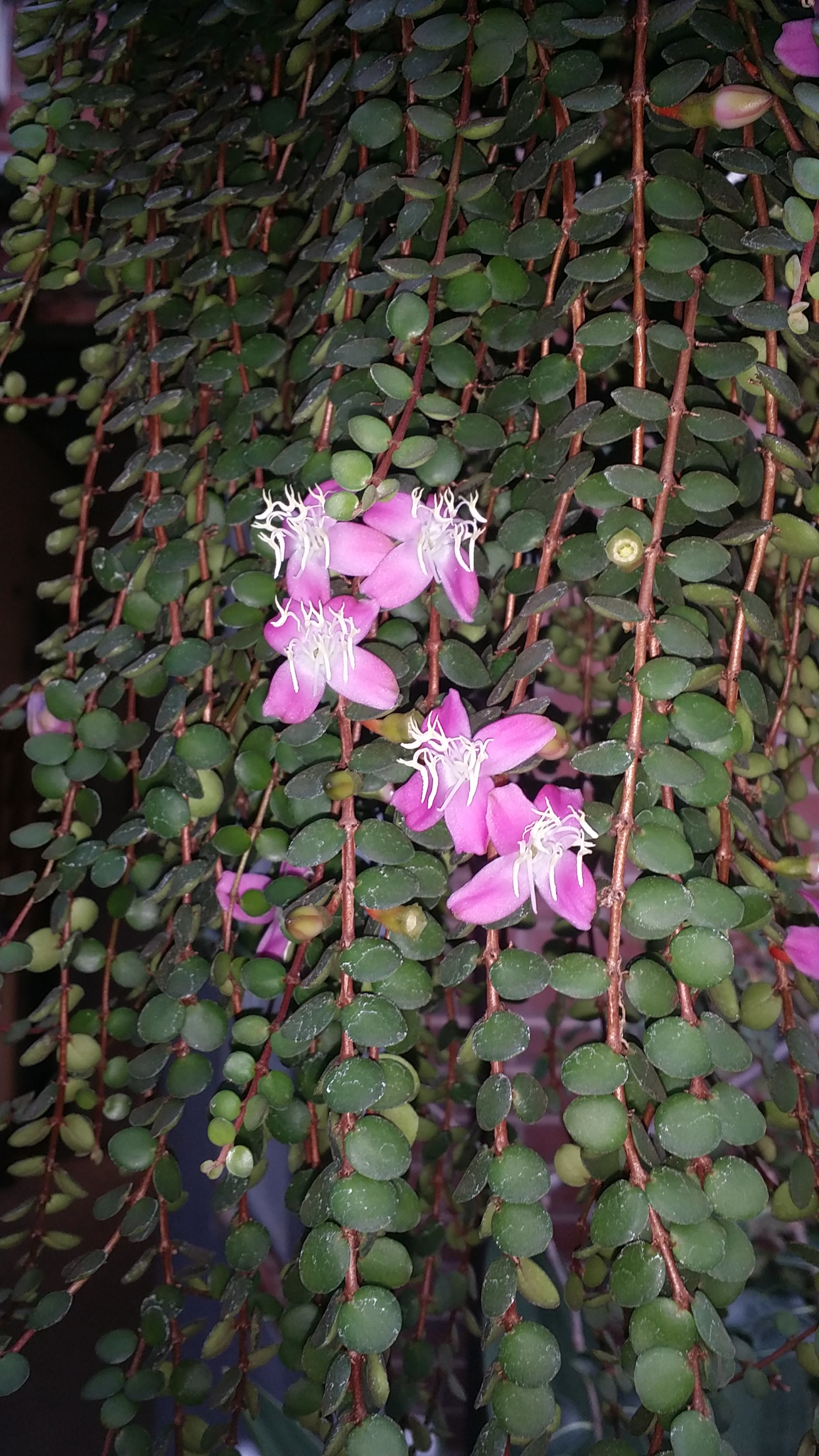 Medinilla sedifolia