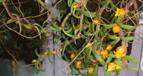 Mediocalcar decoratum