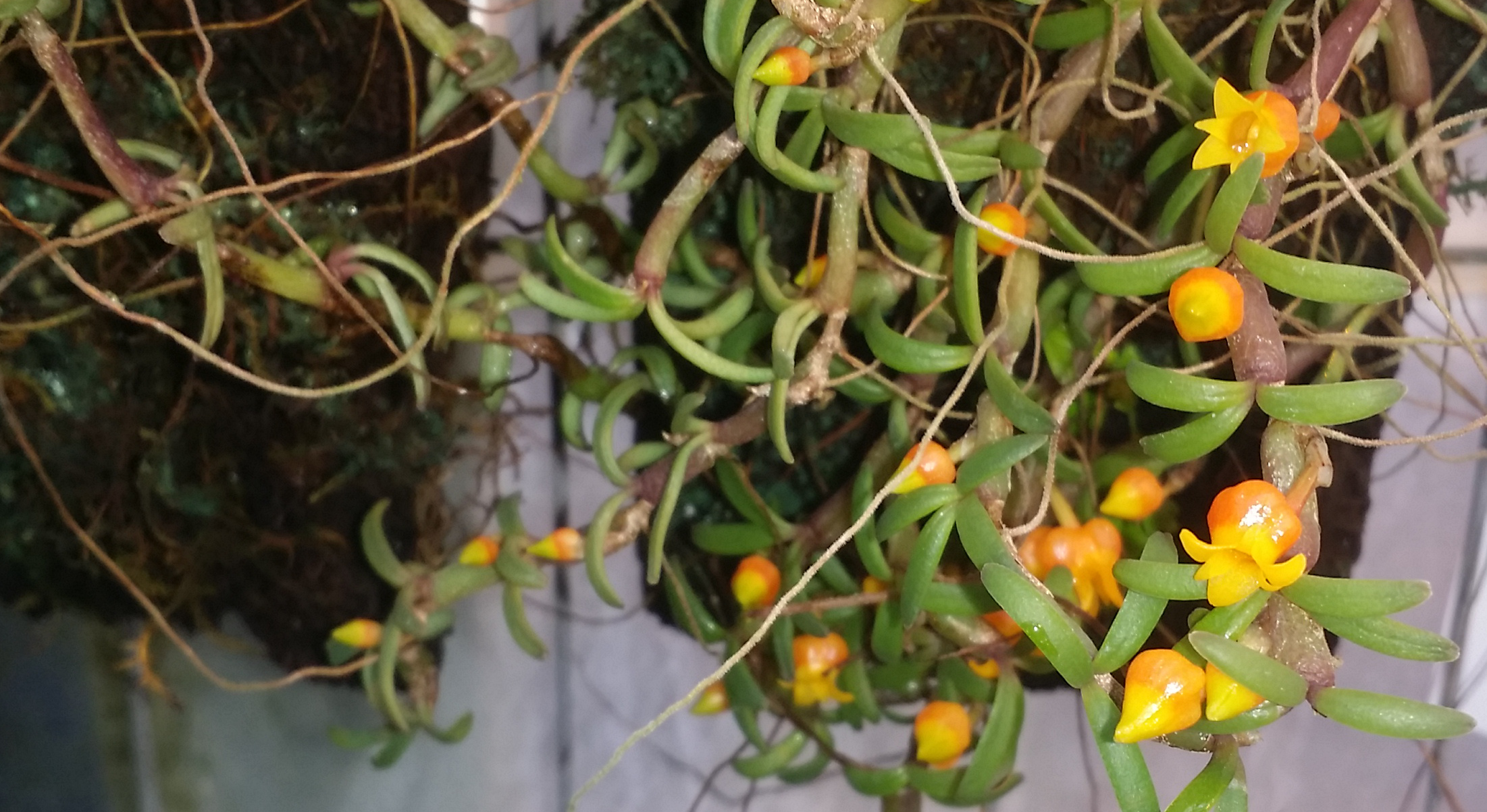 Mediocalcar decoratum