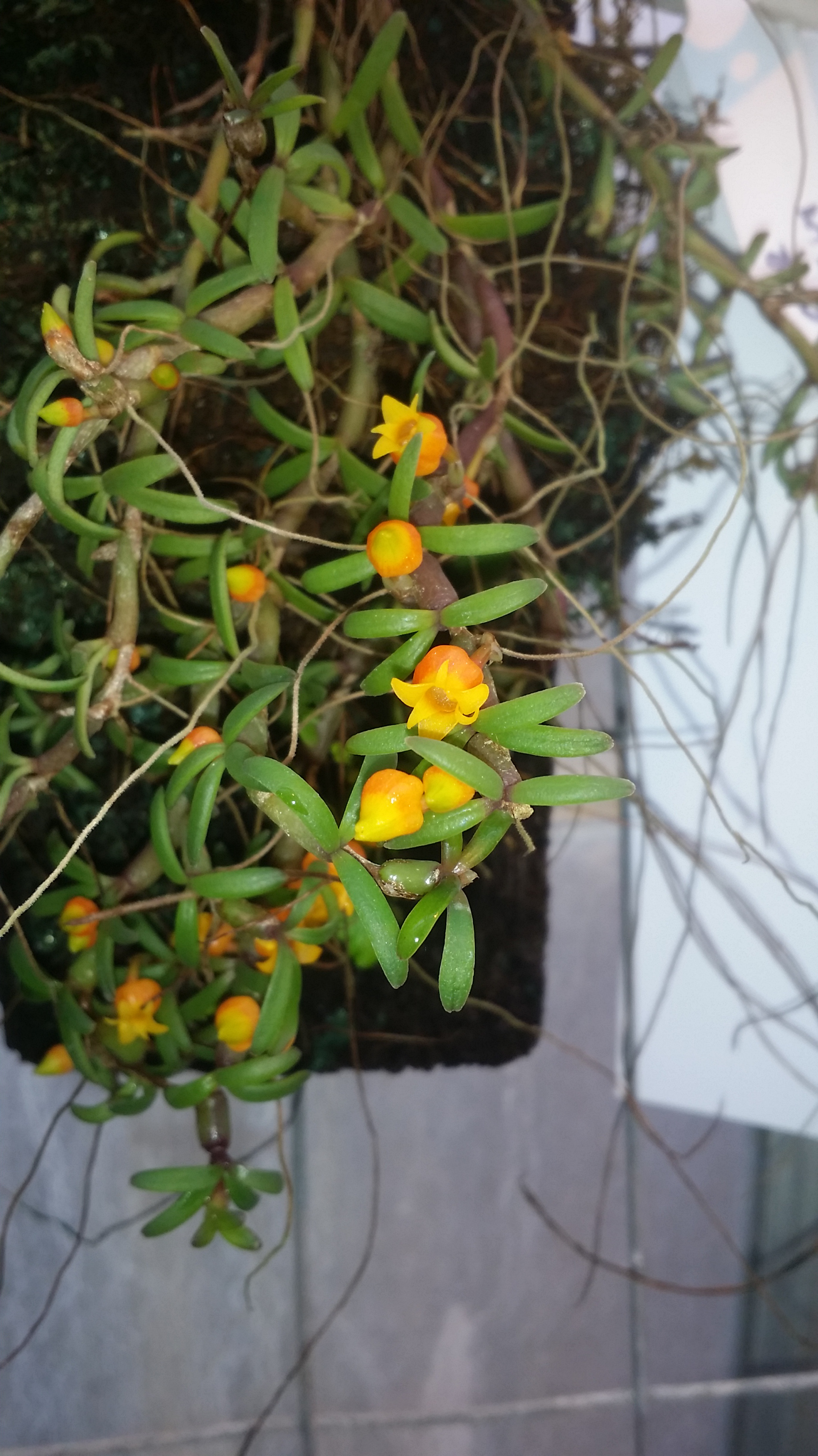 Mediocalcar decoratum