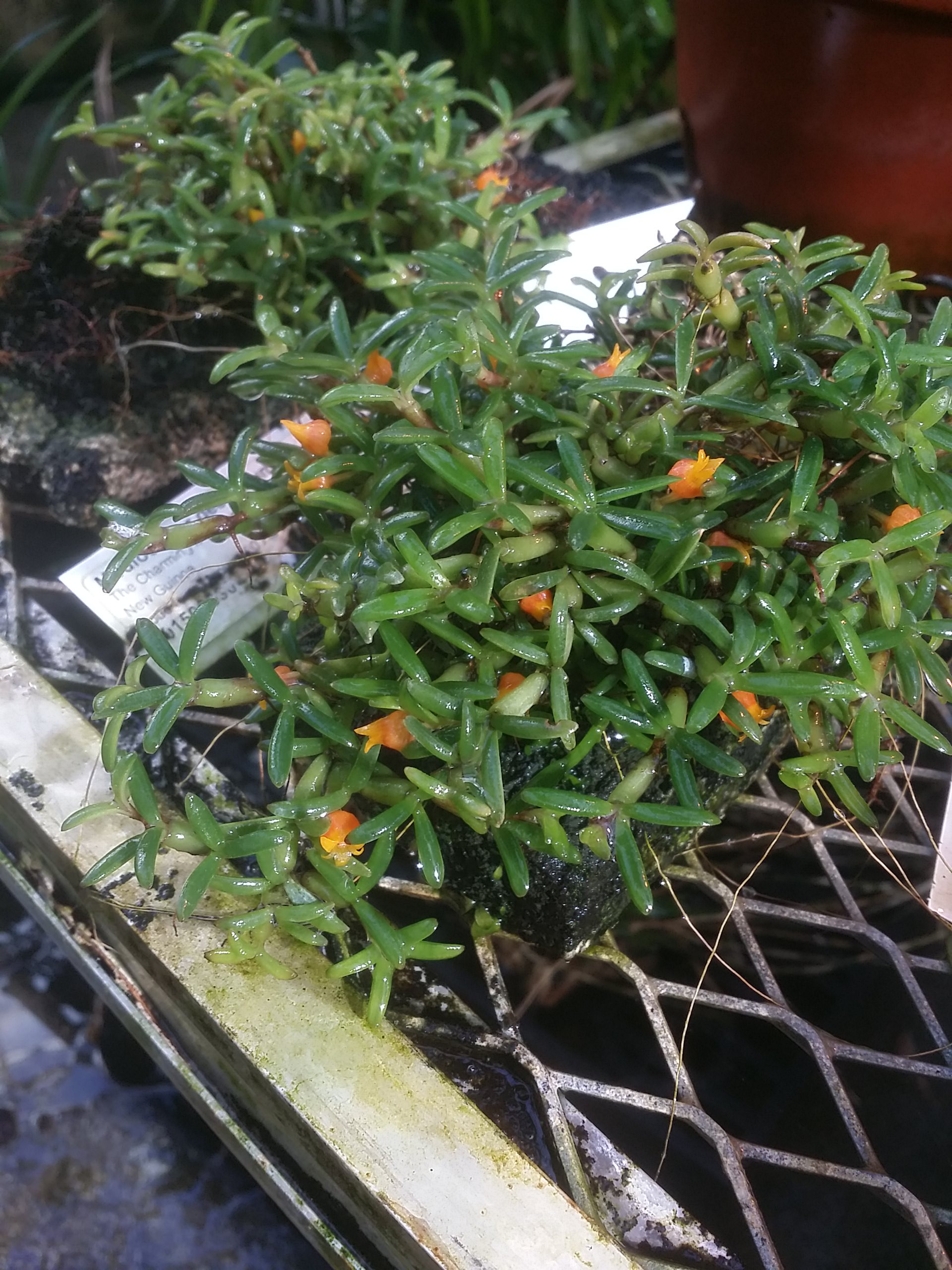 Mediocalcar decoratum