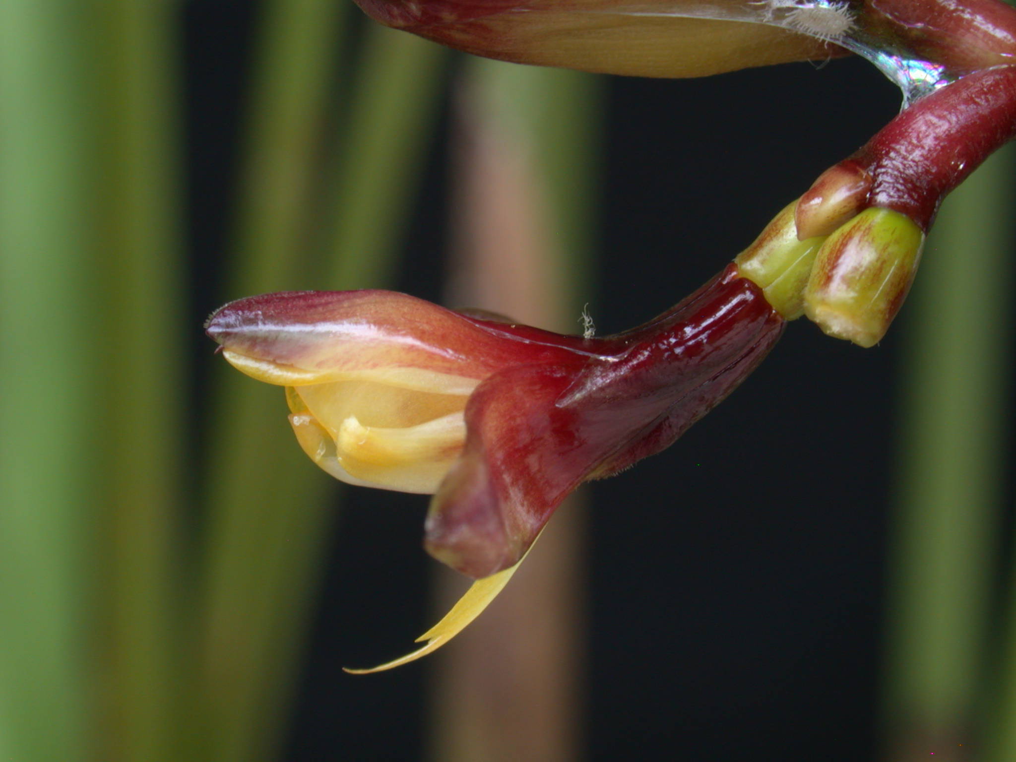 Megaphrynium macrostachyum