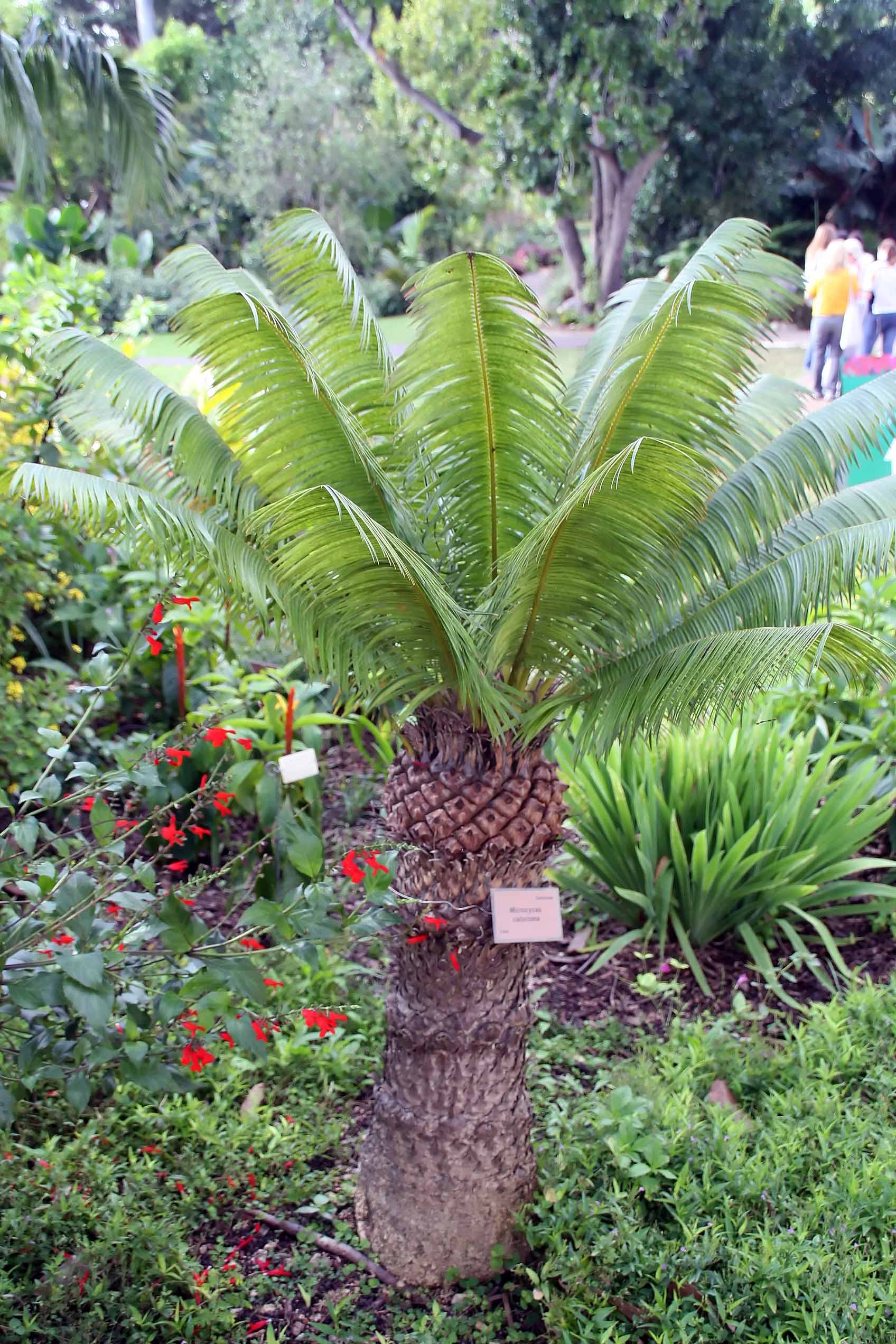 Microcycas calocoma