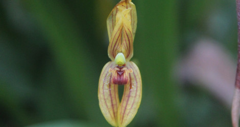 Mormolyca ringens