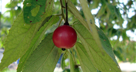 Muntingia calabura