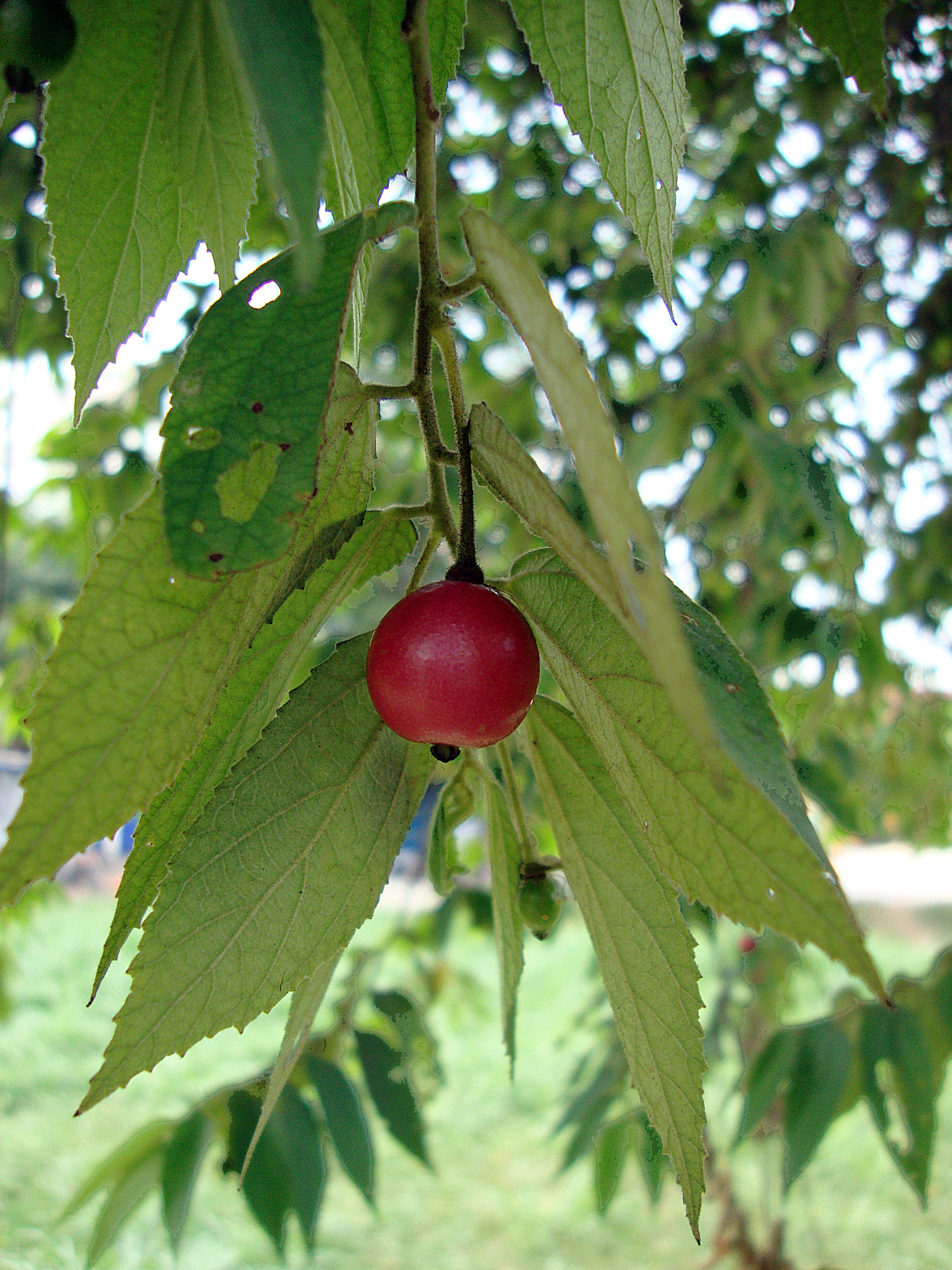 Muntingia calabura