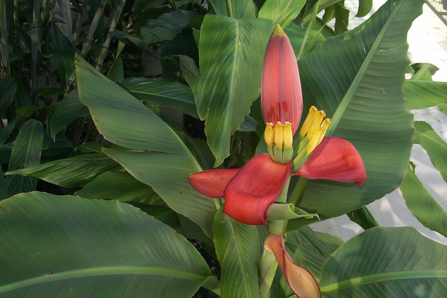 Musa laterita