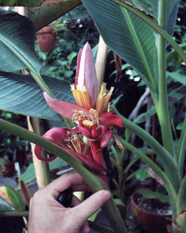 Musa ornata