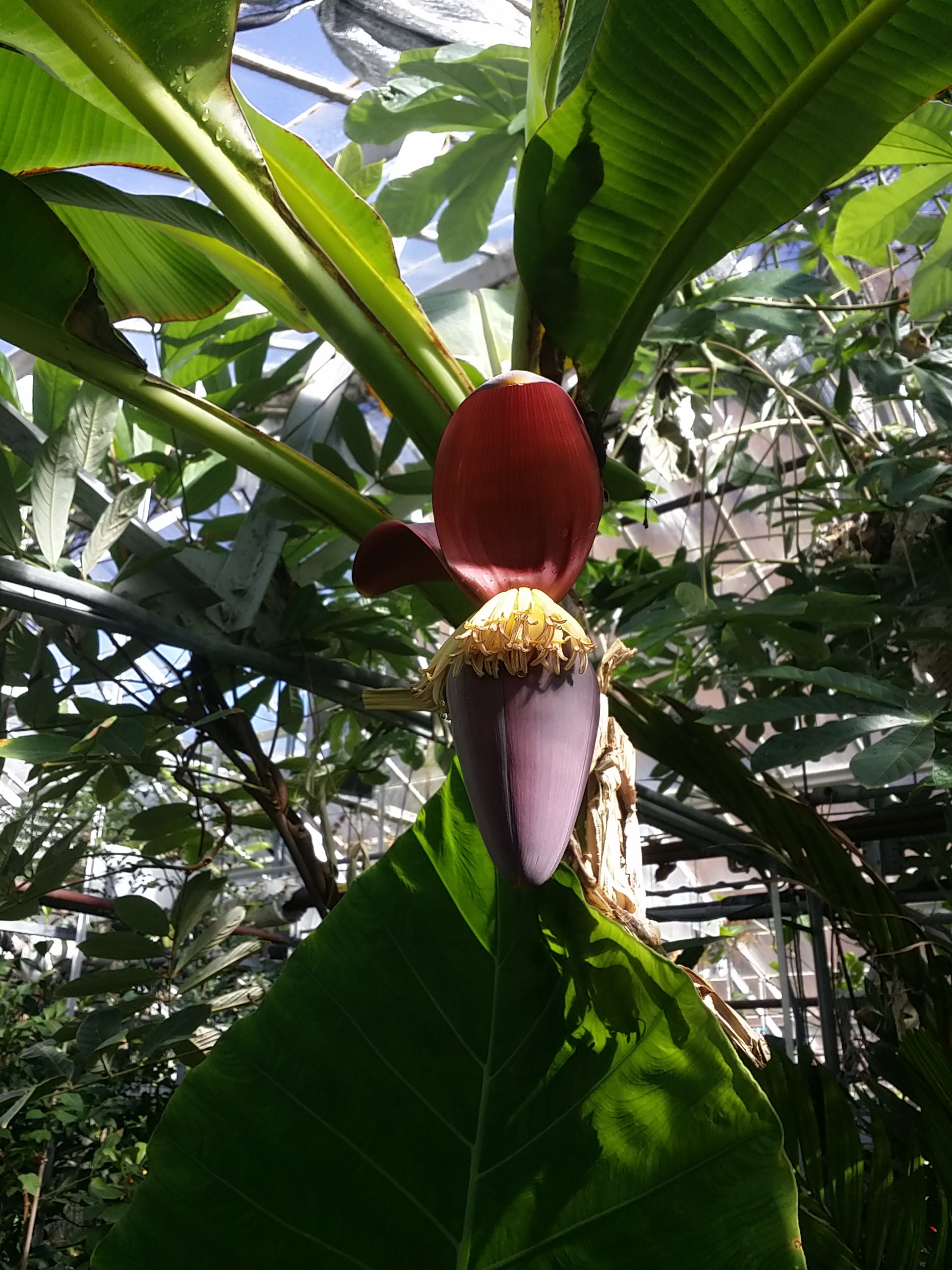Musa sikkimensis