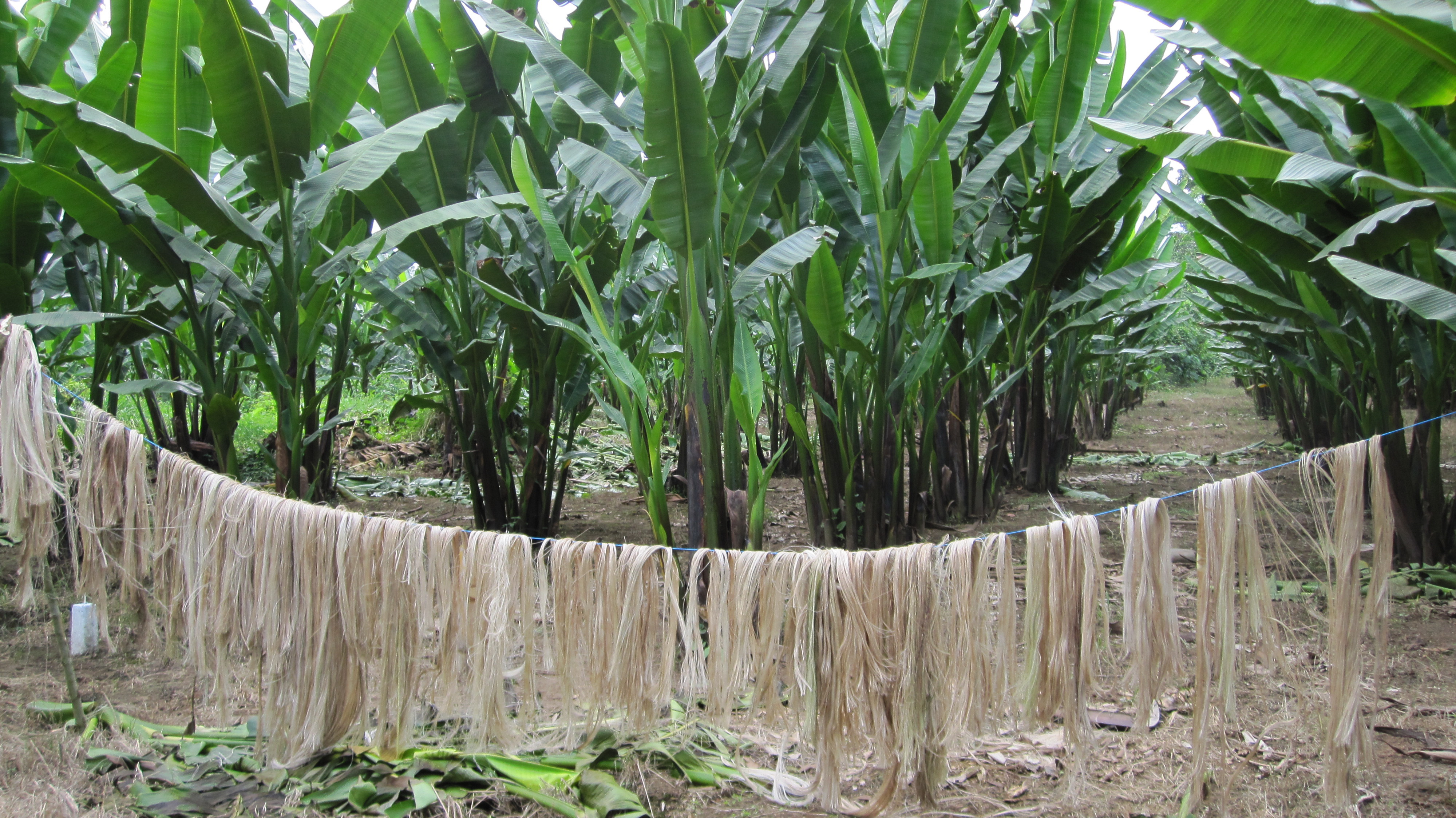 Musa textilis