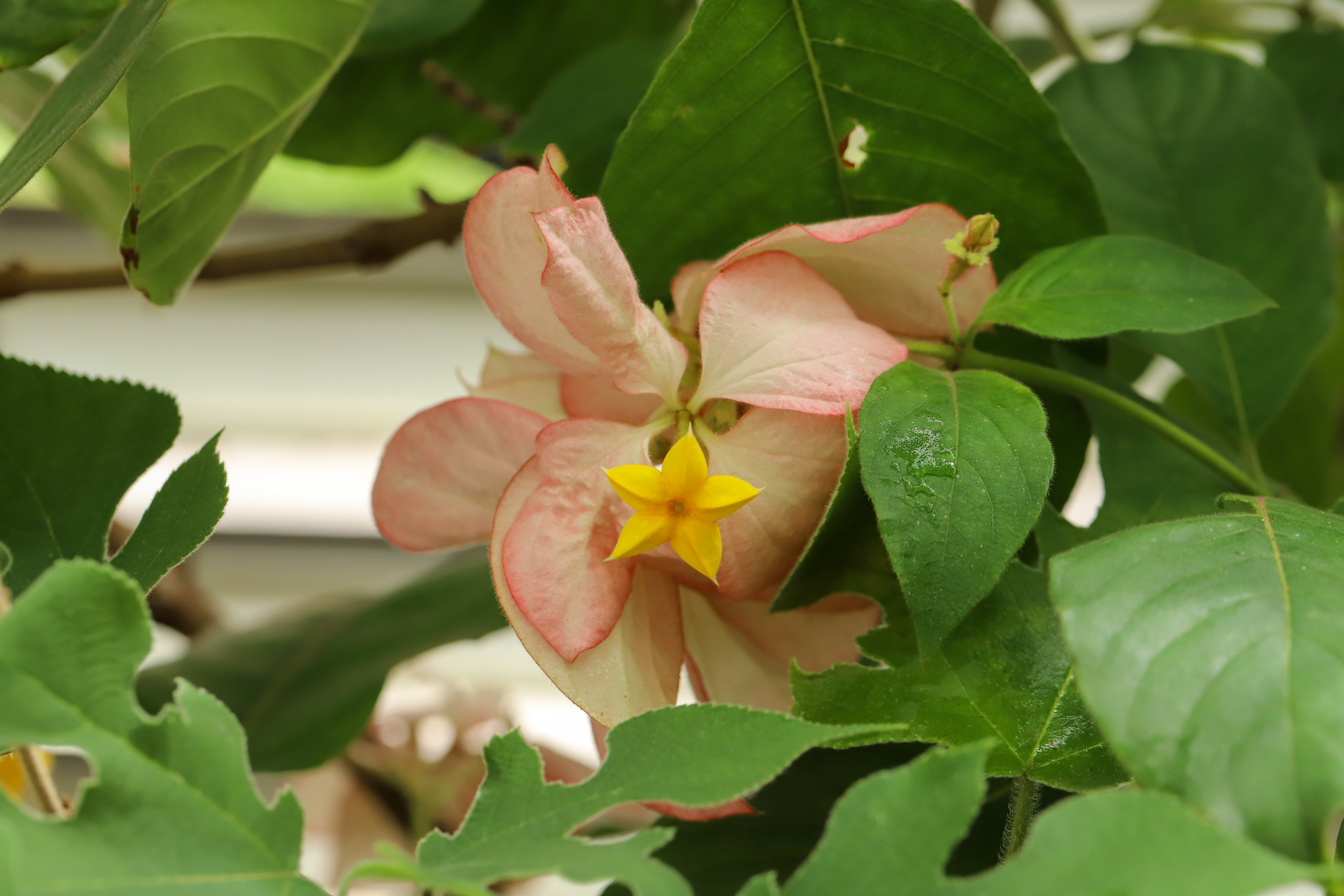 Mussaenda philippica Queen Sirikit