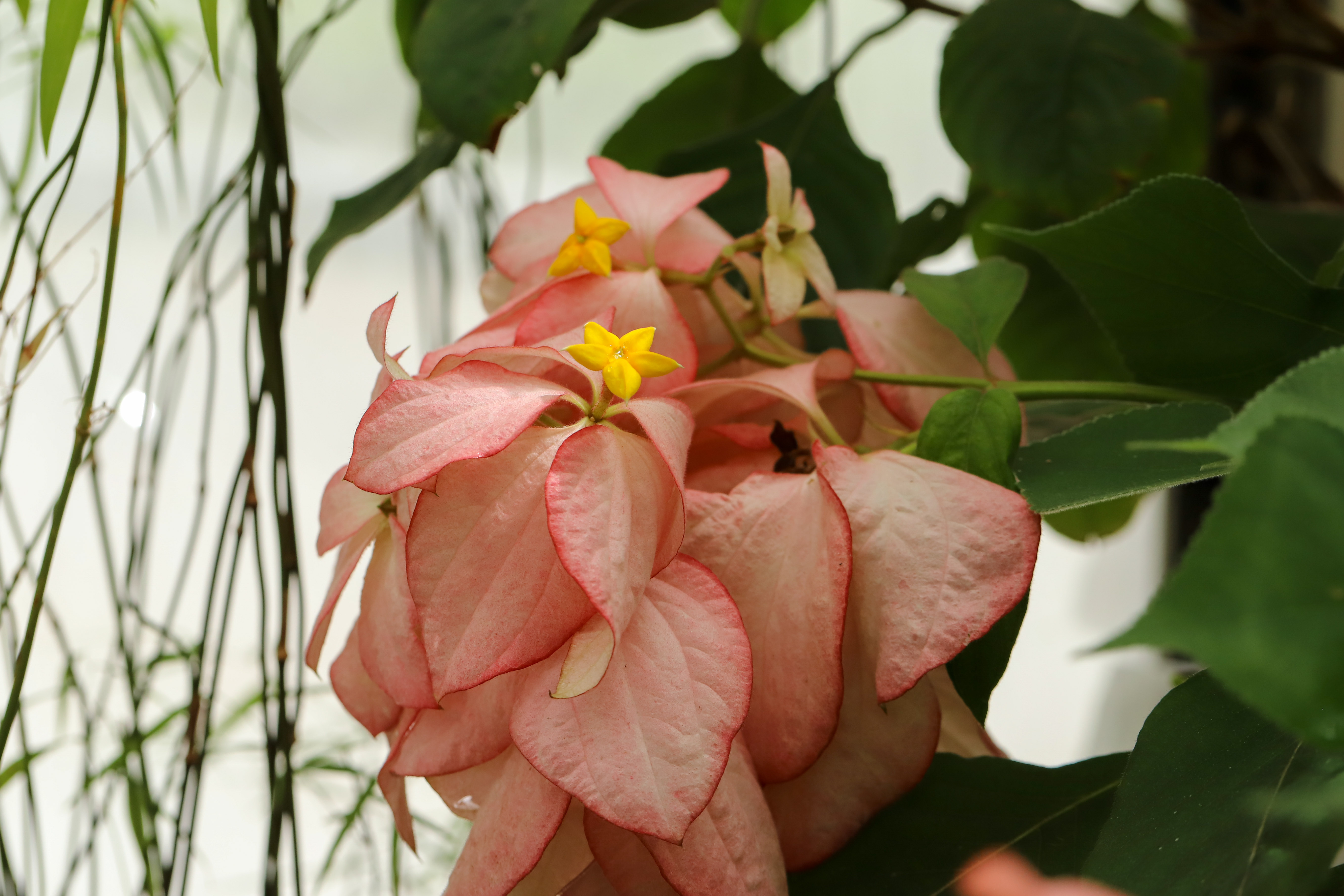 Mussaenda philippica Queen Sirikit