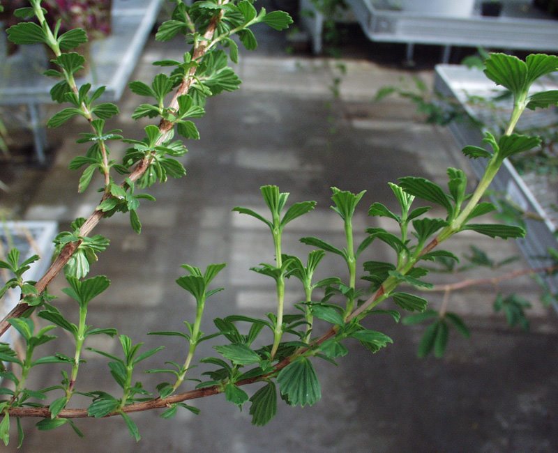 Myrothamnus flabellifolius