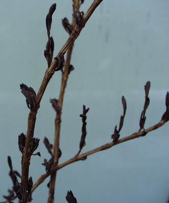 Myrothamnus flabellifolius