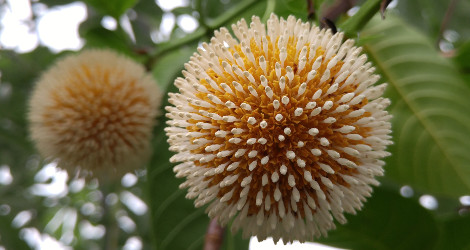 Neolamarckia cadamba