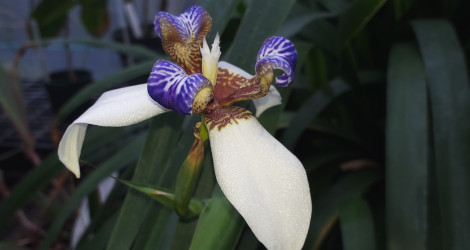 Neomarica gracilis