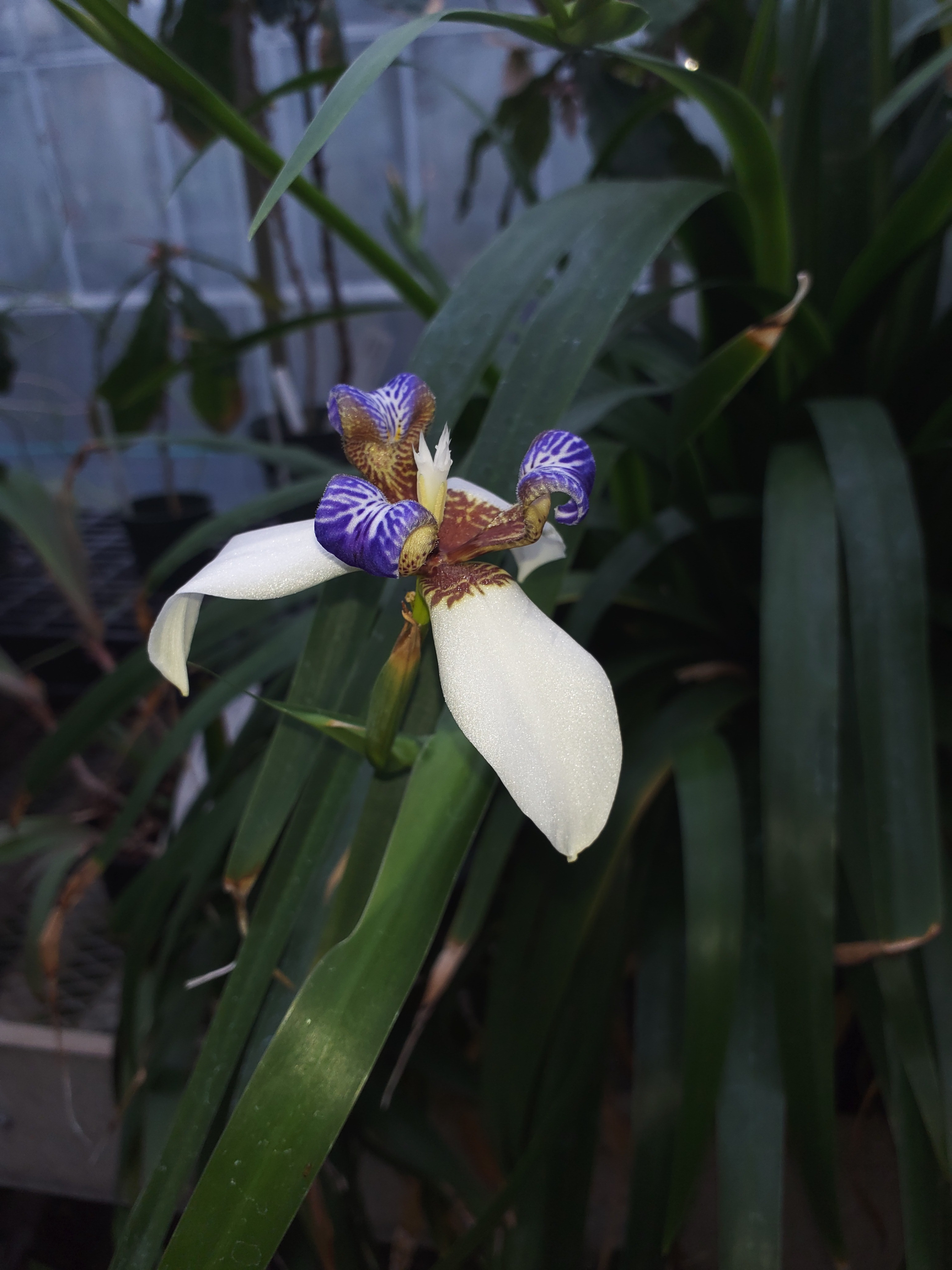 Neomarica gracilis