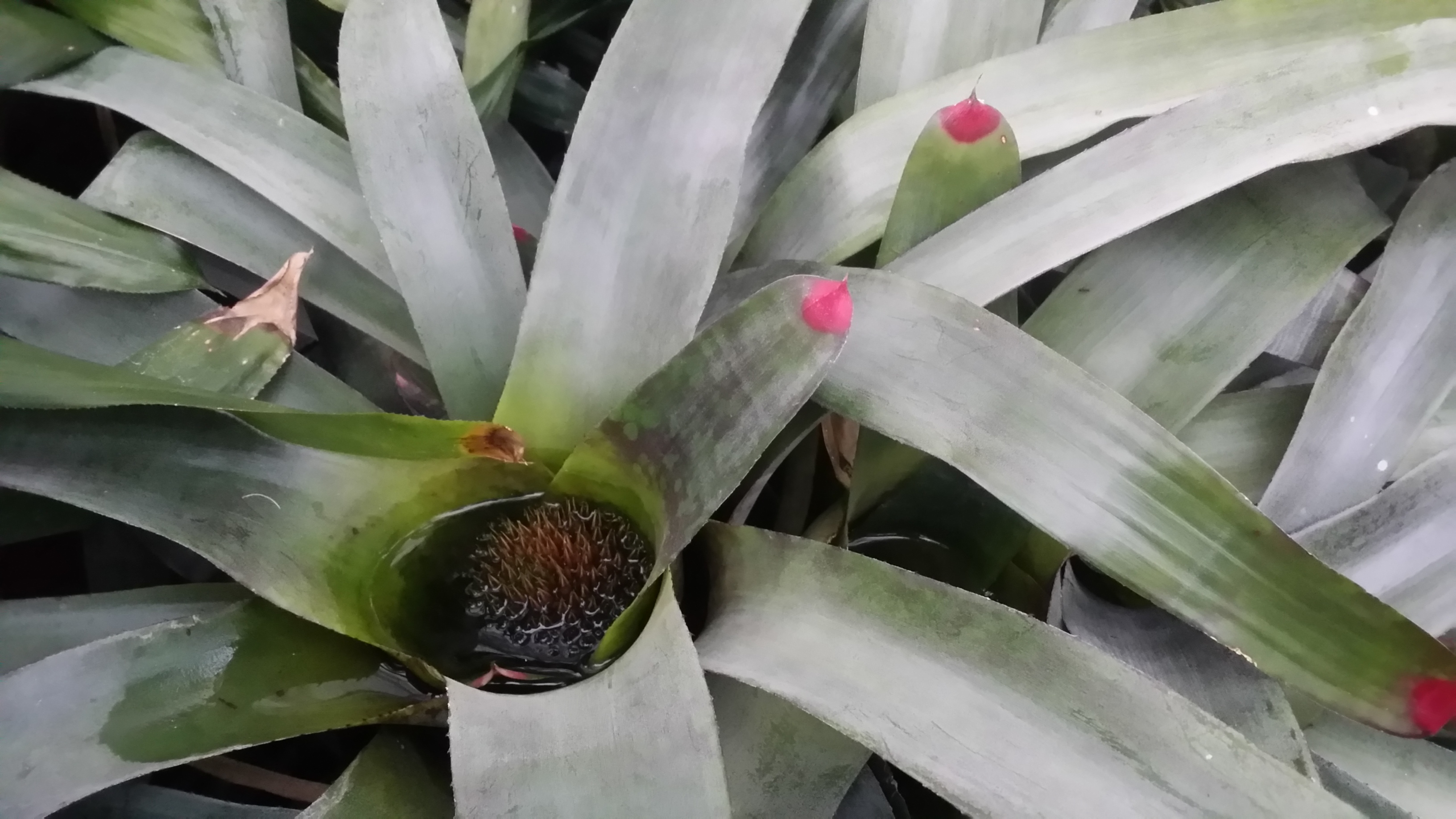 Neoregelia spectabilis