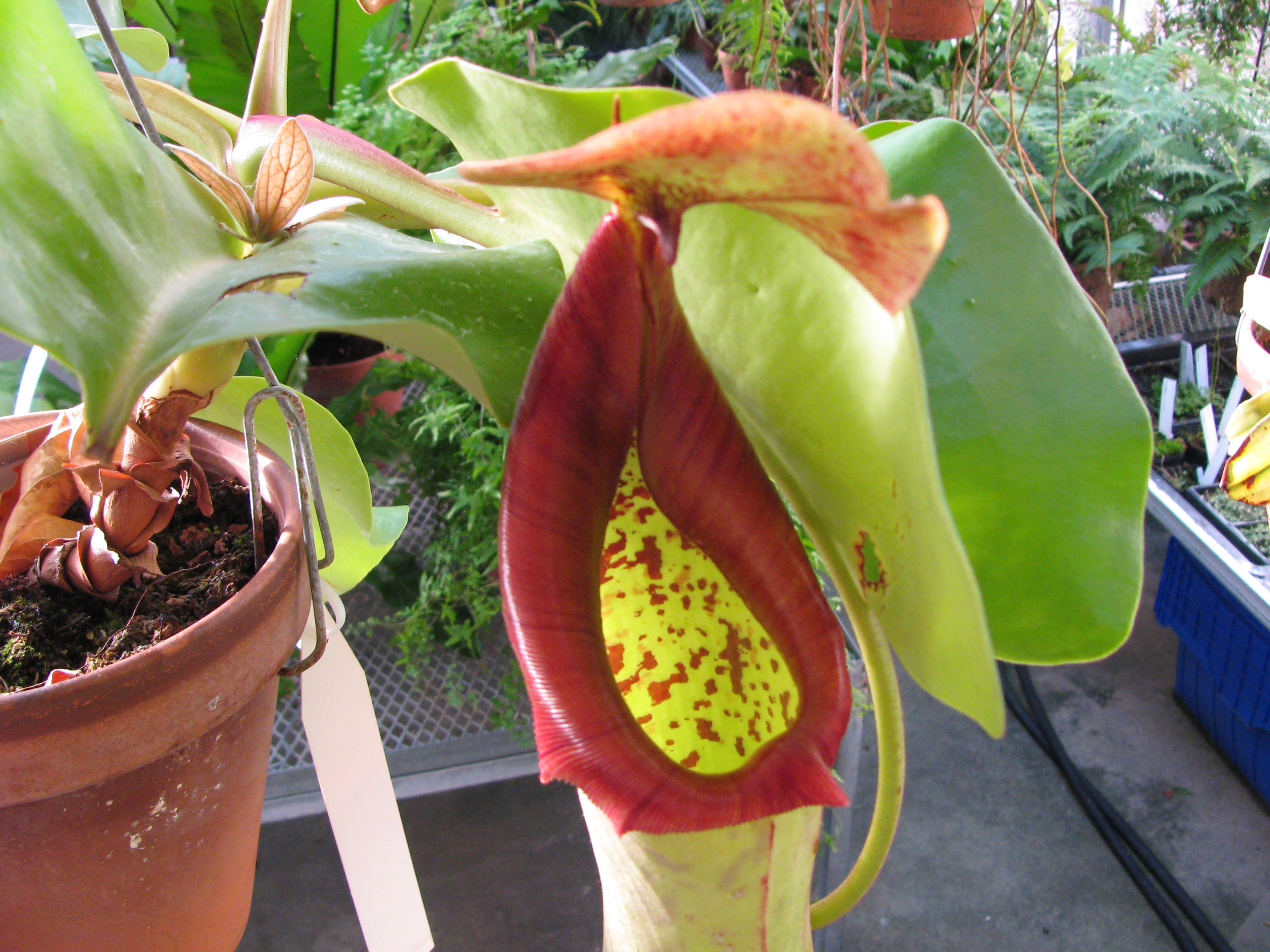 Nepenthes truncata