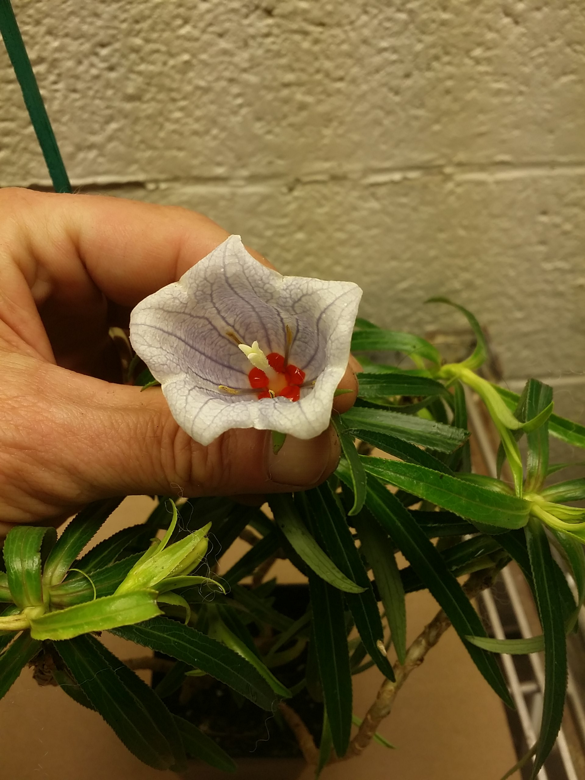 Nesocodon mauritianus