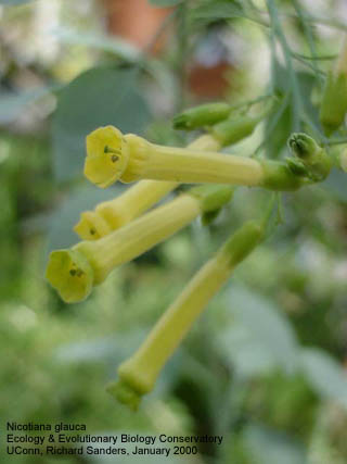 Nicotiana glauca