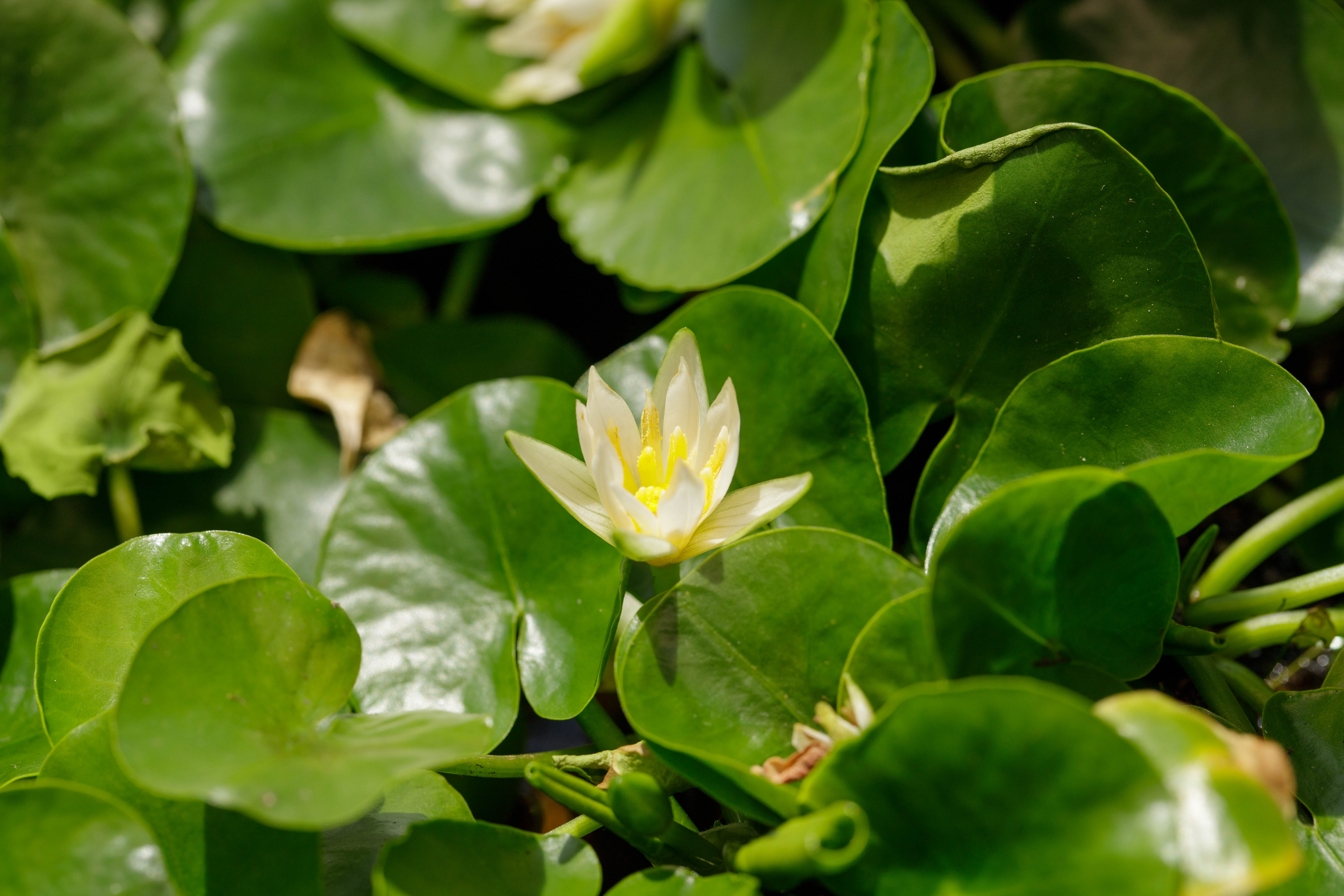 Nymphaea thermarum