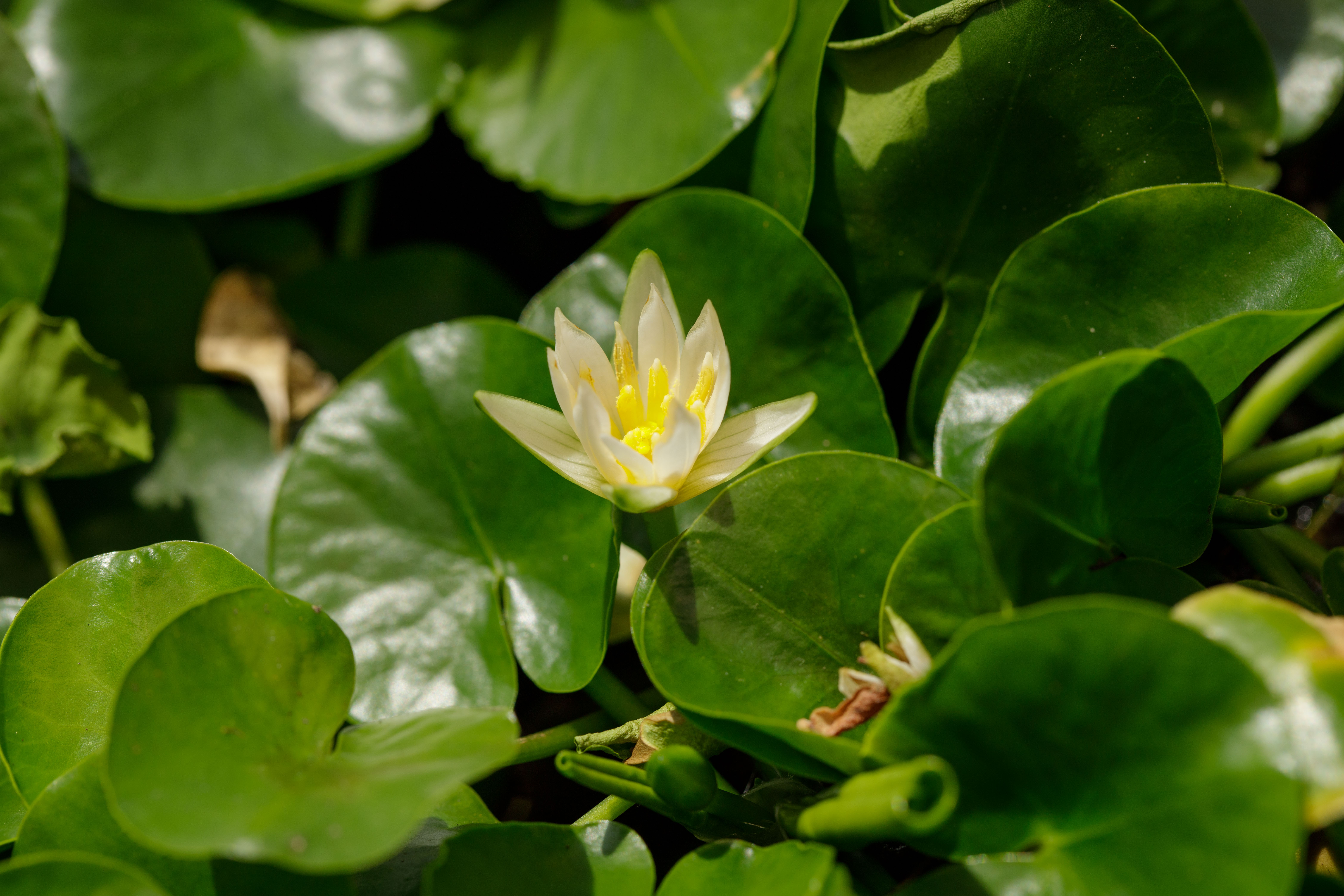 Nymphaea thermarum
