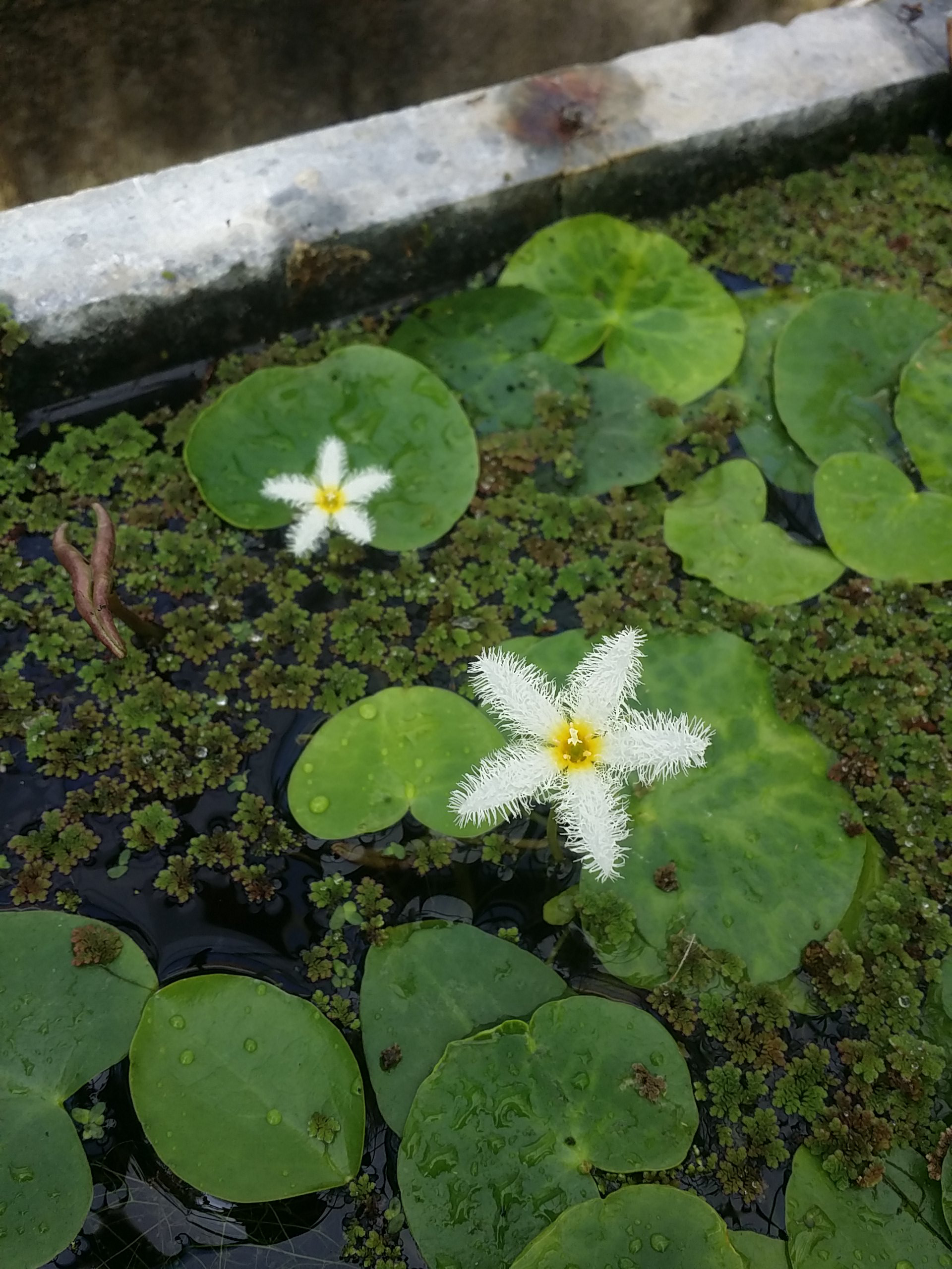 Nymphoides indica