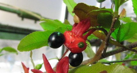 Ochna serrulata