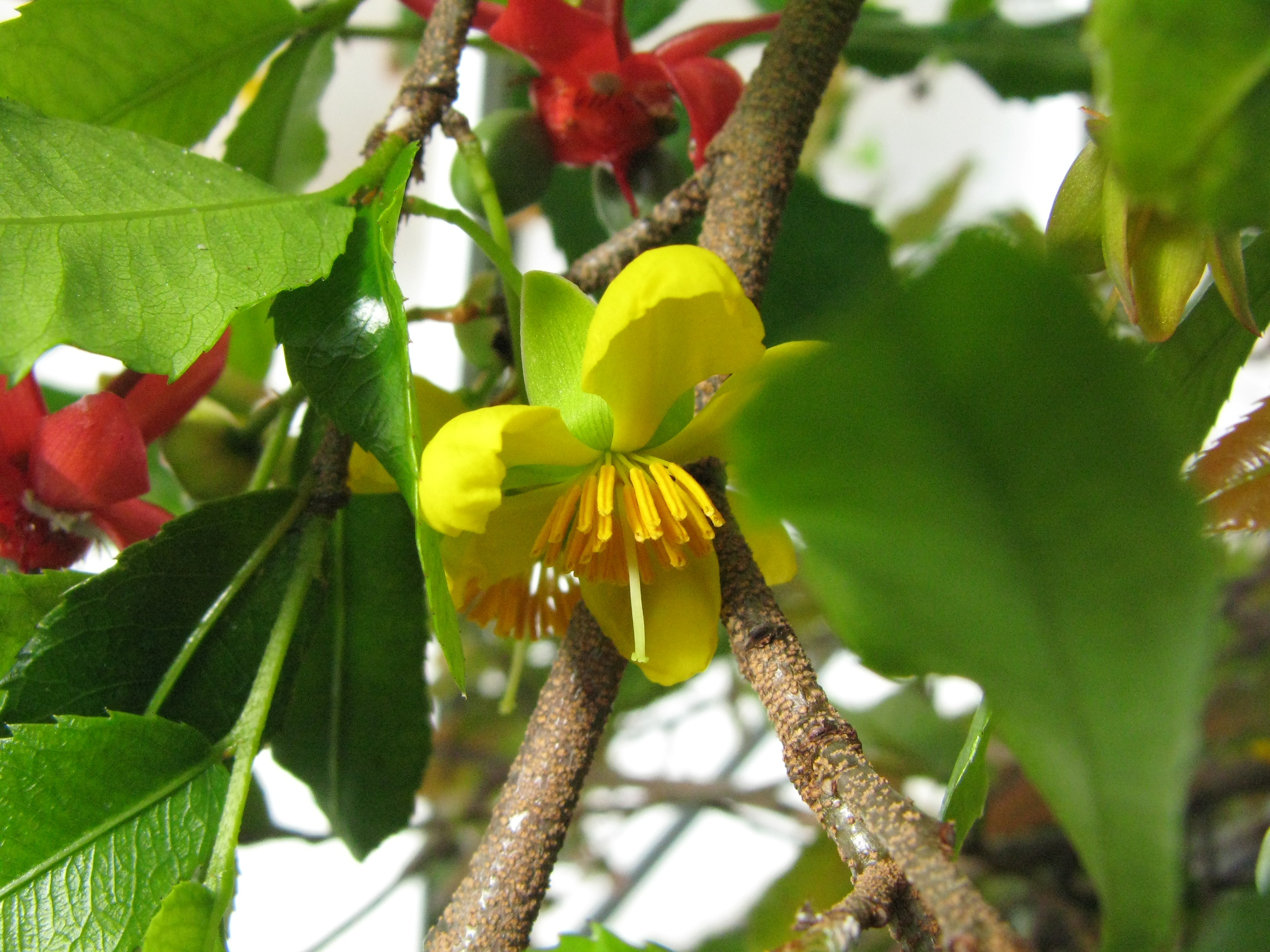 Ochna serrulata