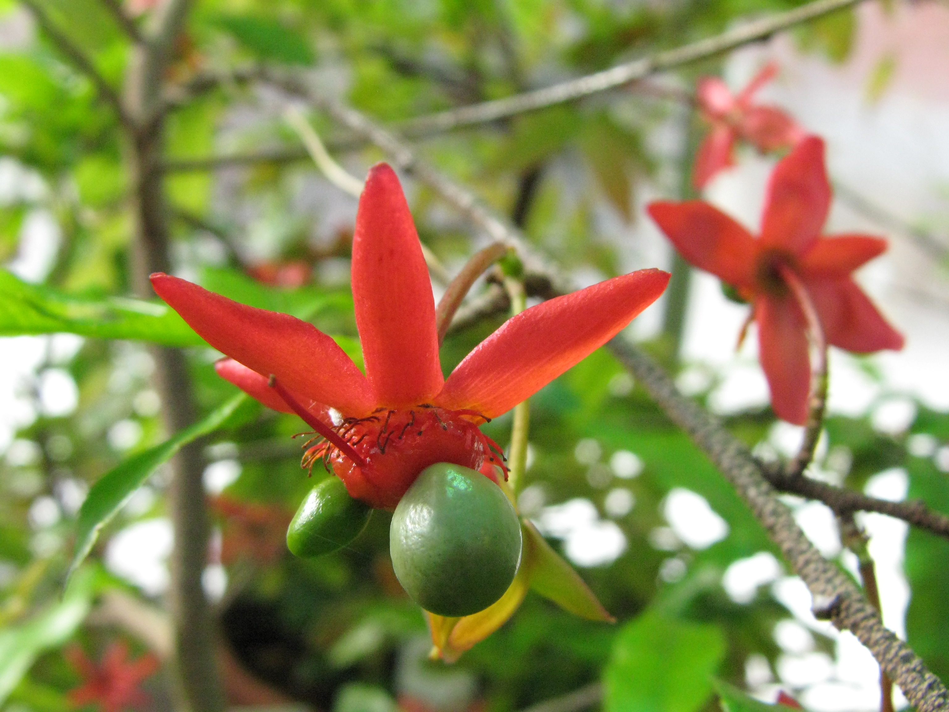 Ochna serrulata