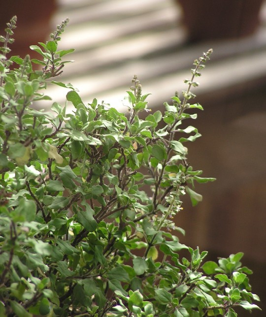 Ocimum tenuiflorum