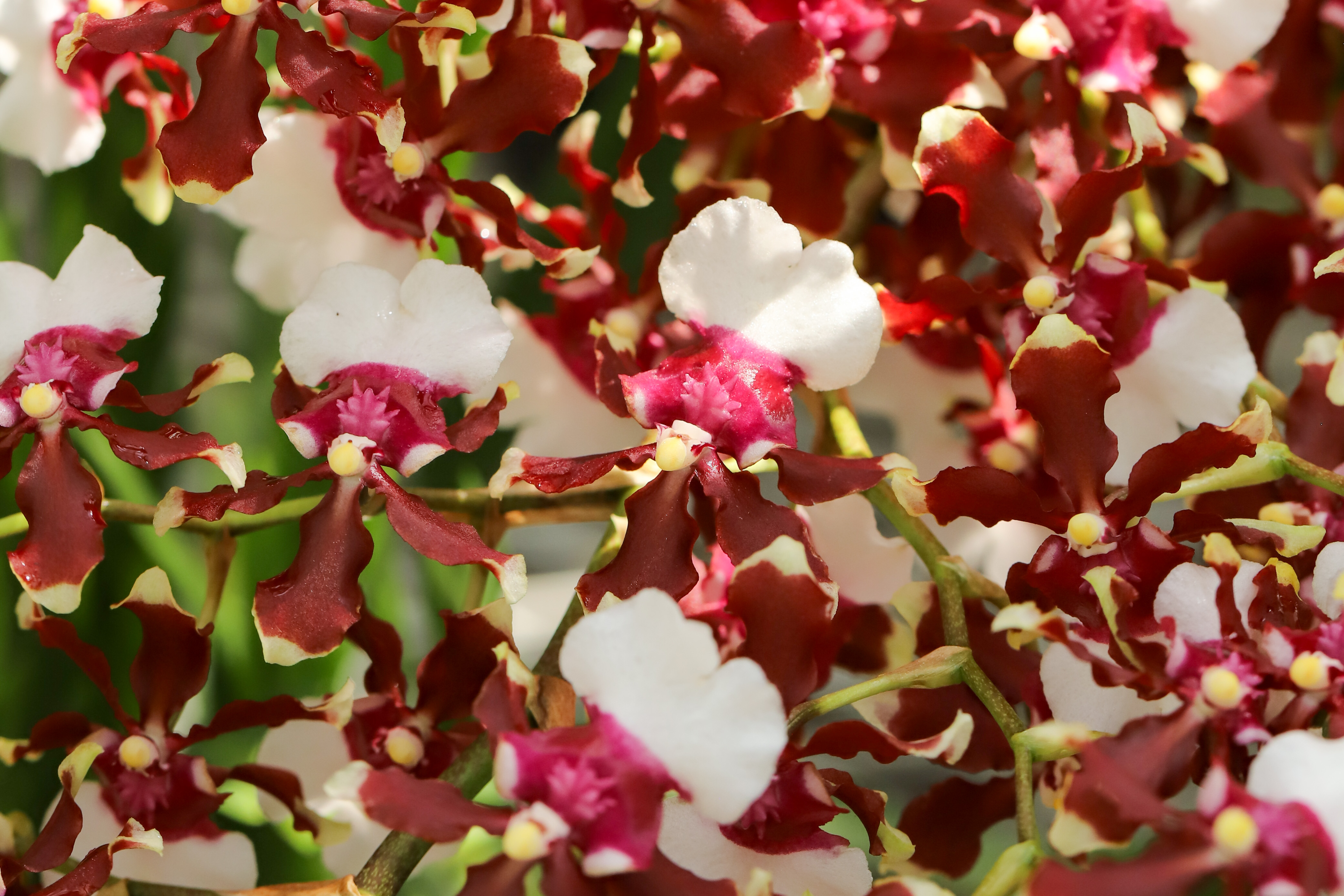 Oncidium hybrid