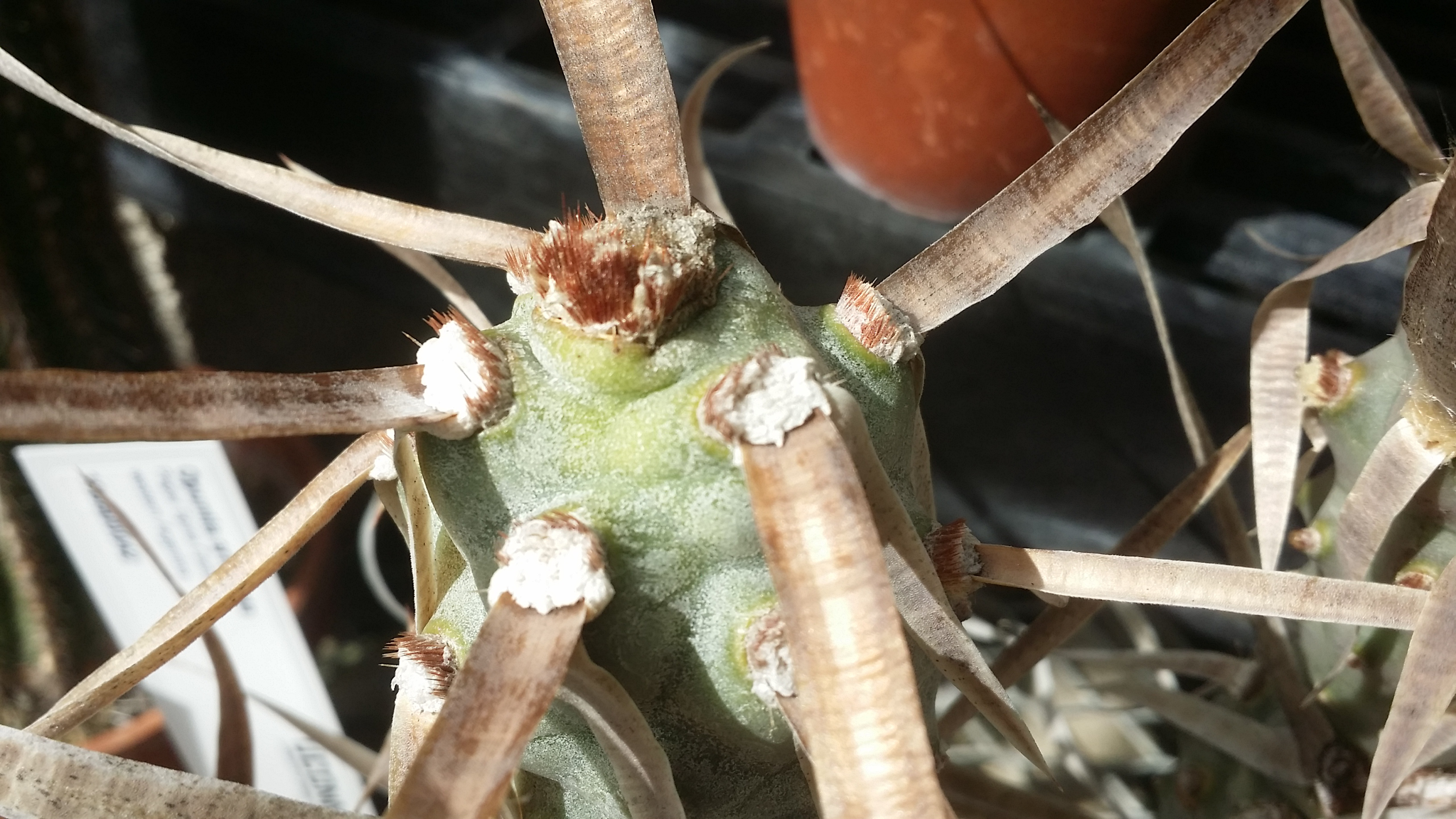 Opuntia articulata
