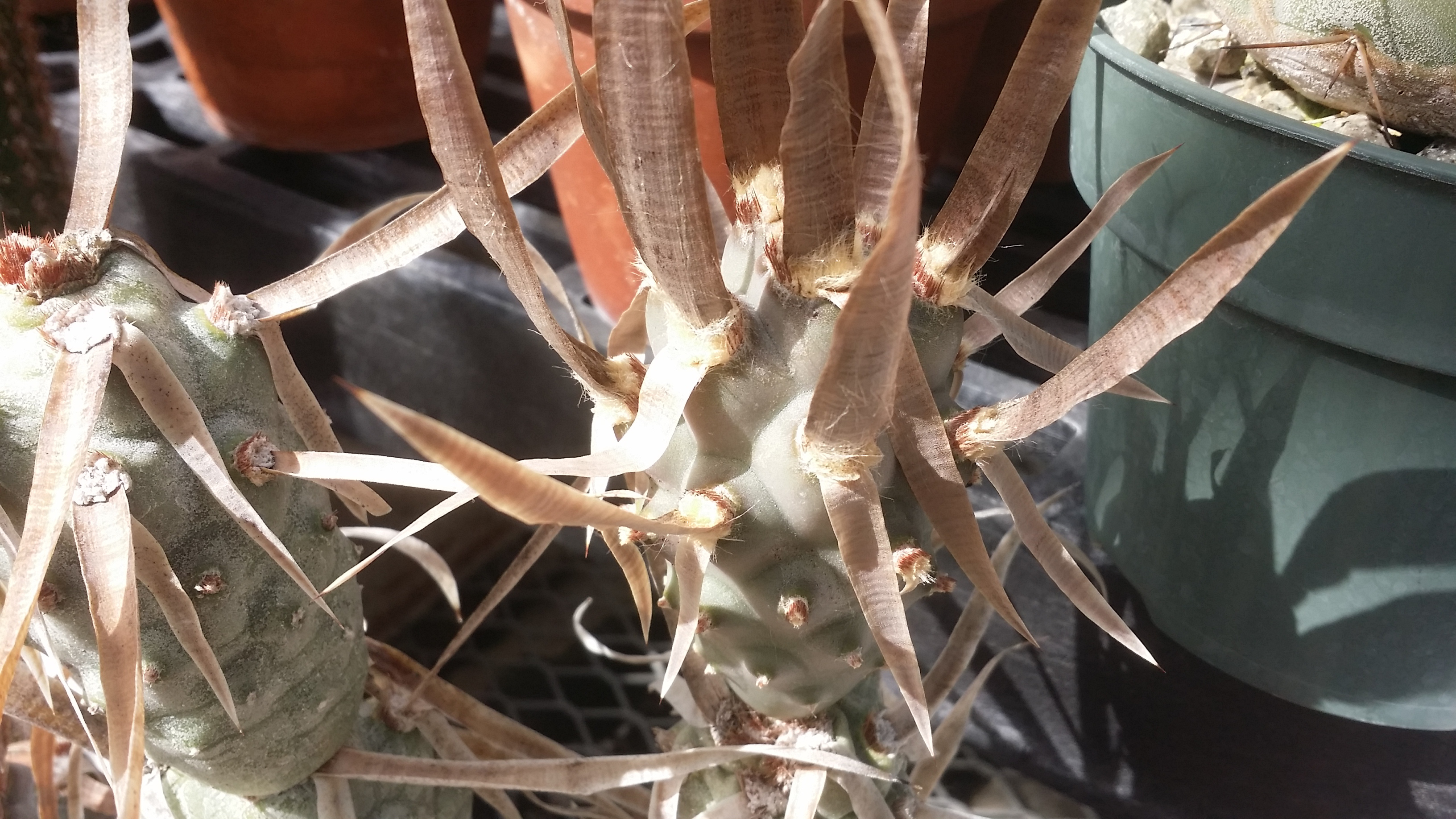 Opuntia articulata