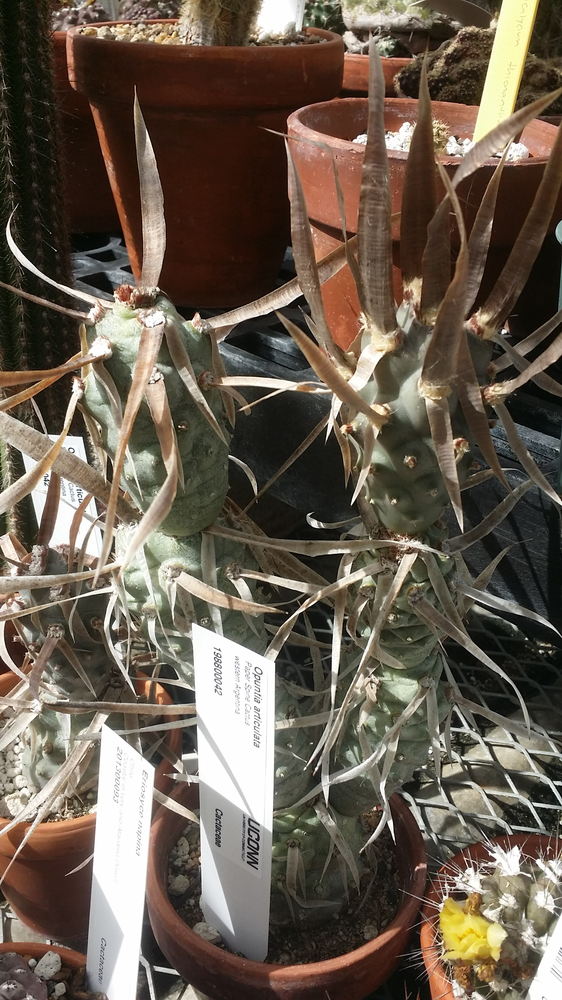 Opuntia articulata