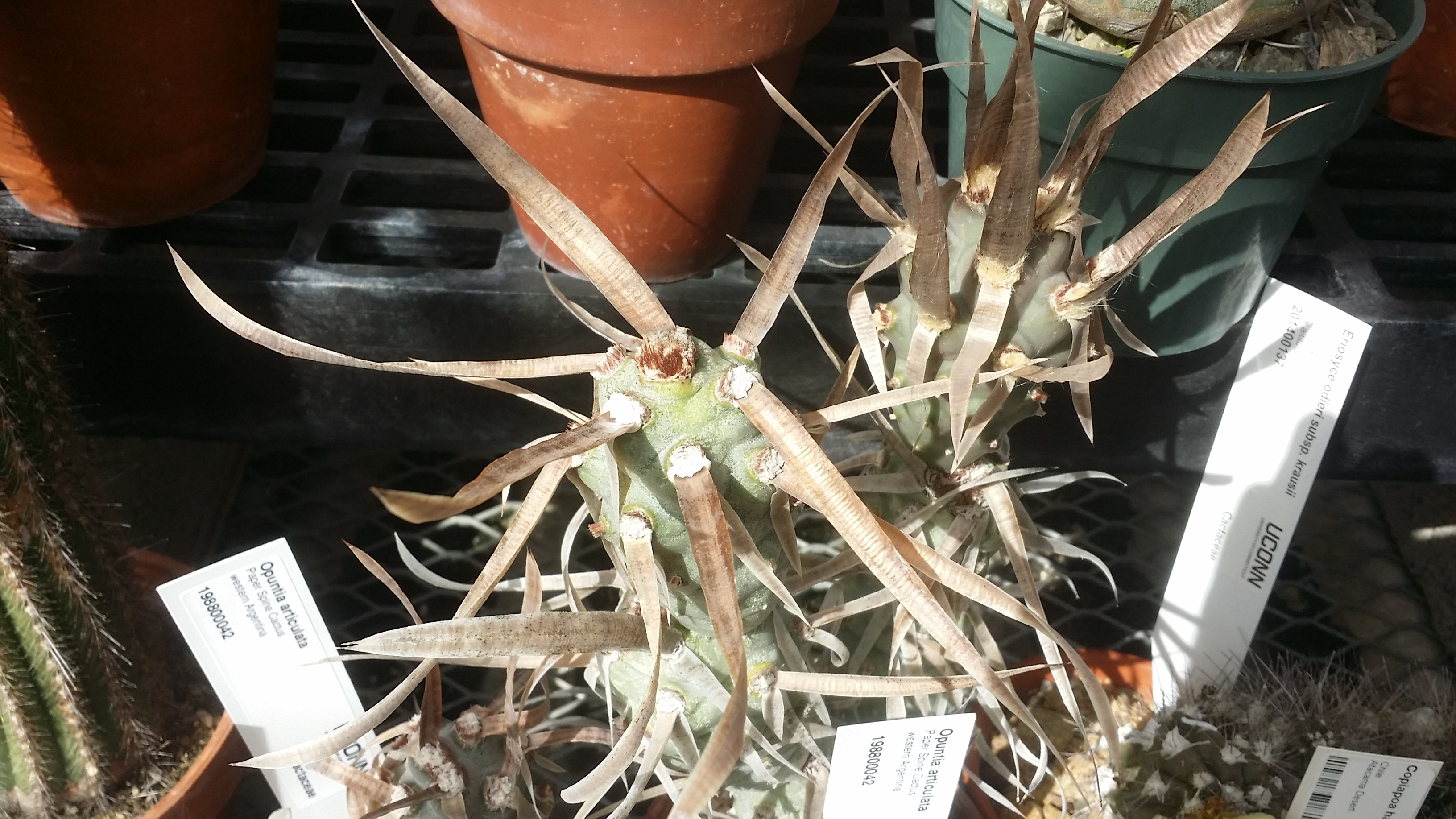 Opuntia articulata