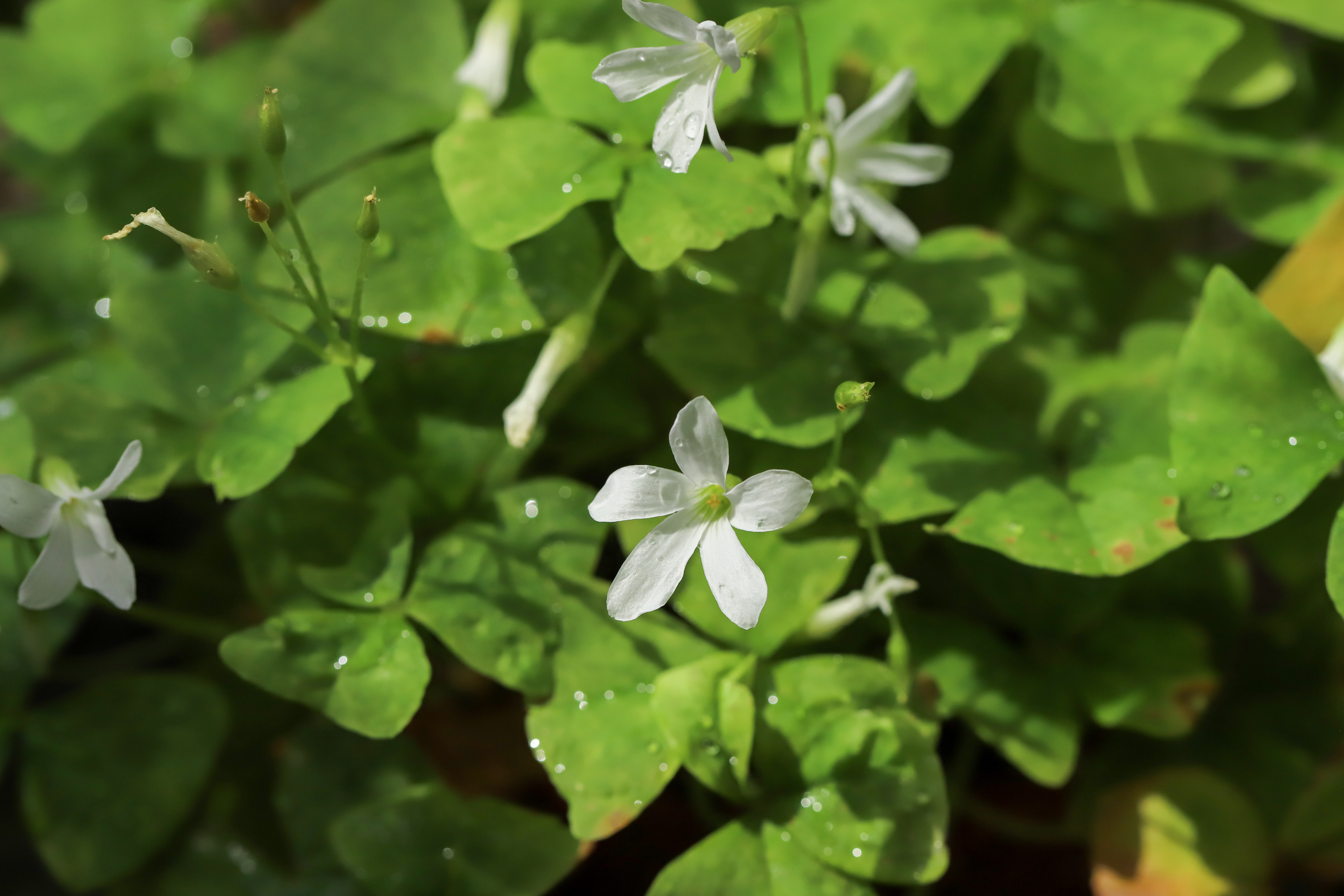 Oxalis triangularis
