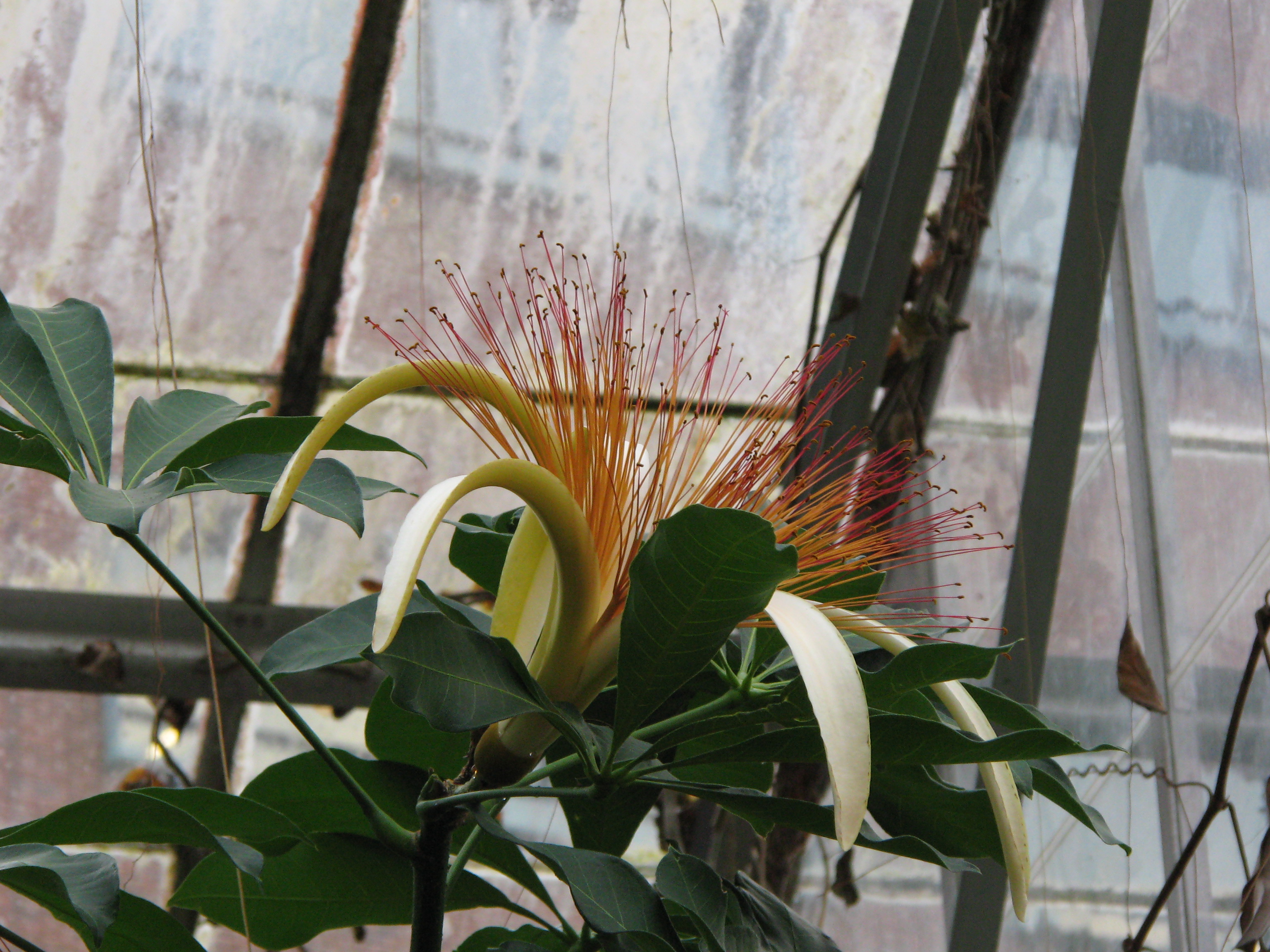 Pachira aquatica