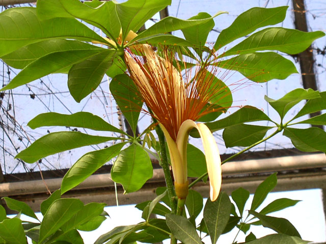 Pachira aquatica