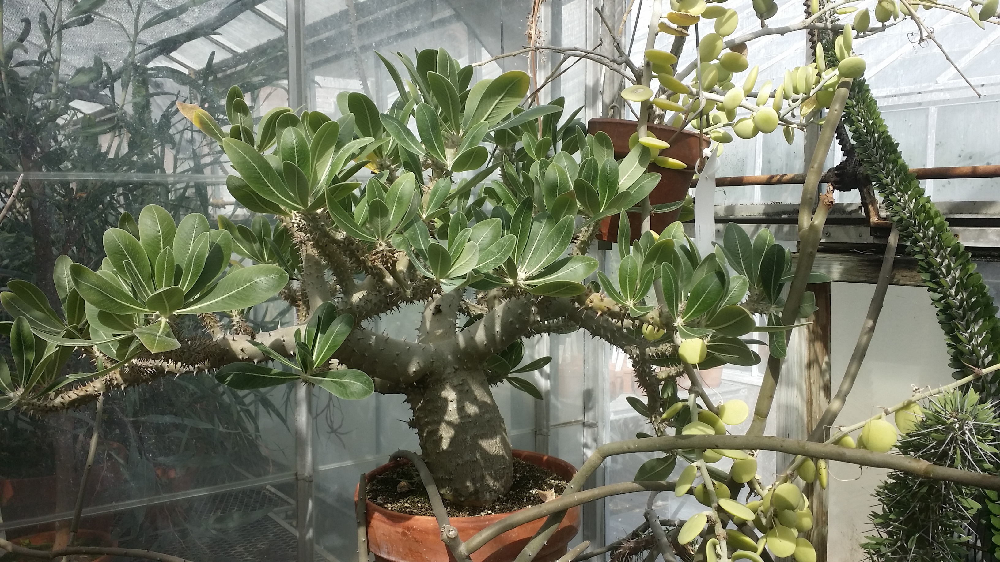 Pachypodium horombense