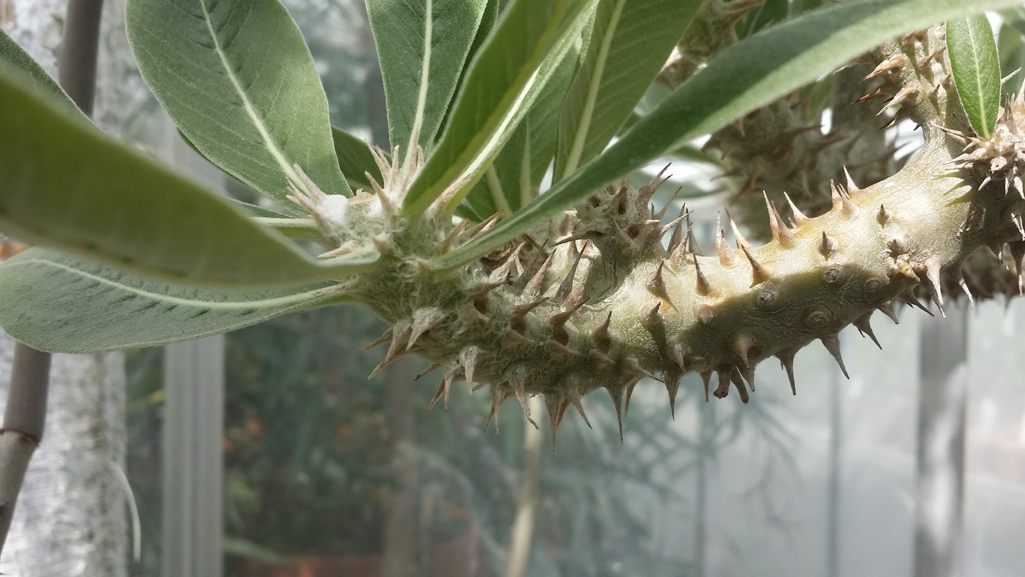 Pachypodium horombense