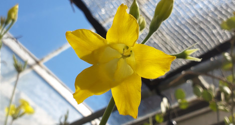 Pachypodium horombense