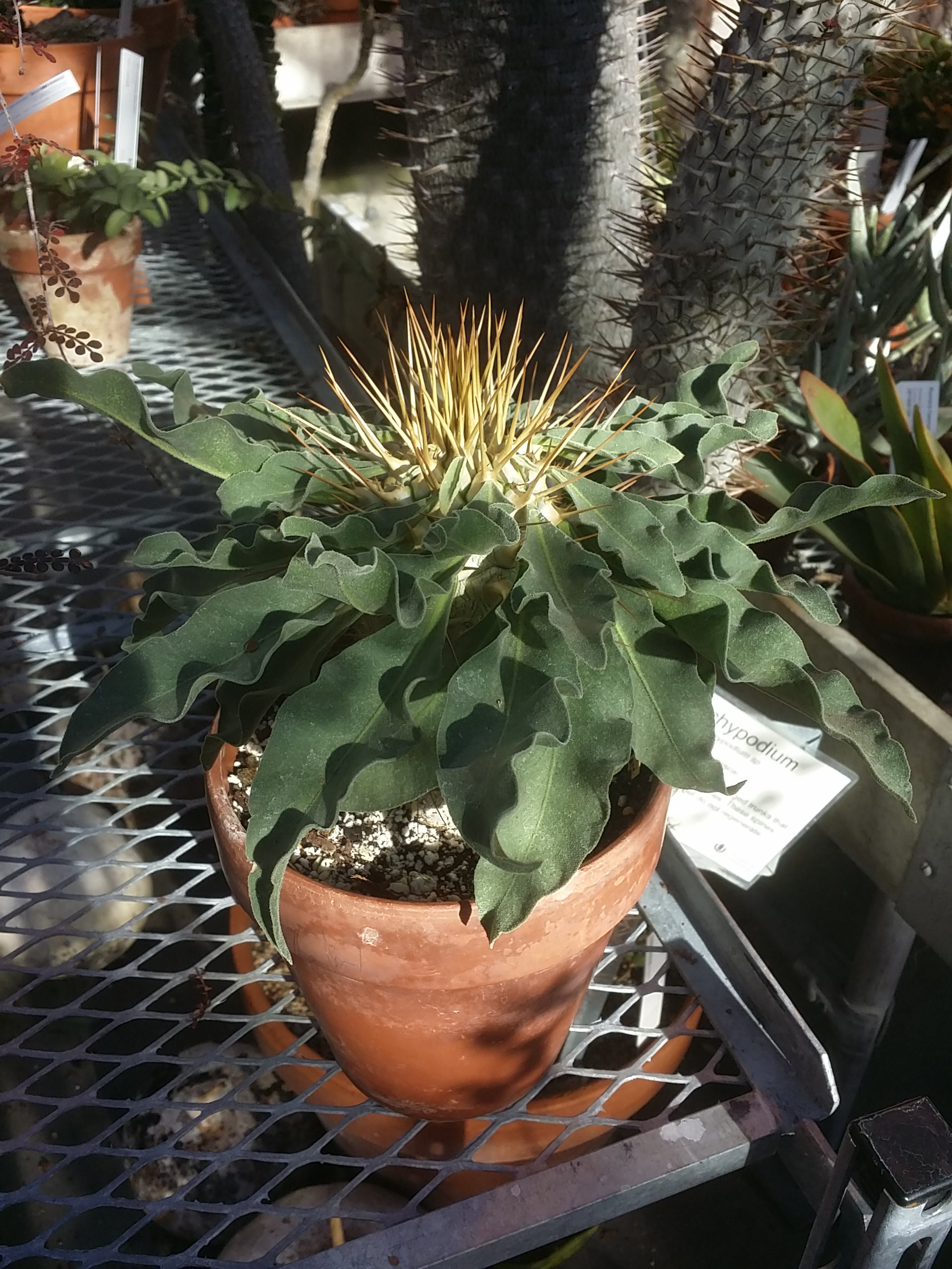Pachypodium namaquanum