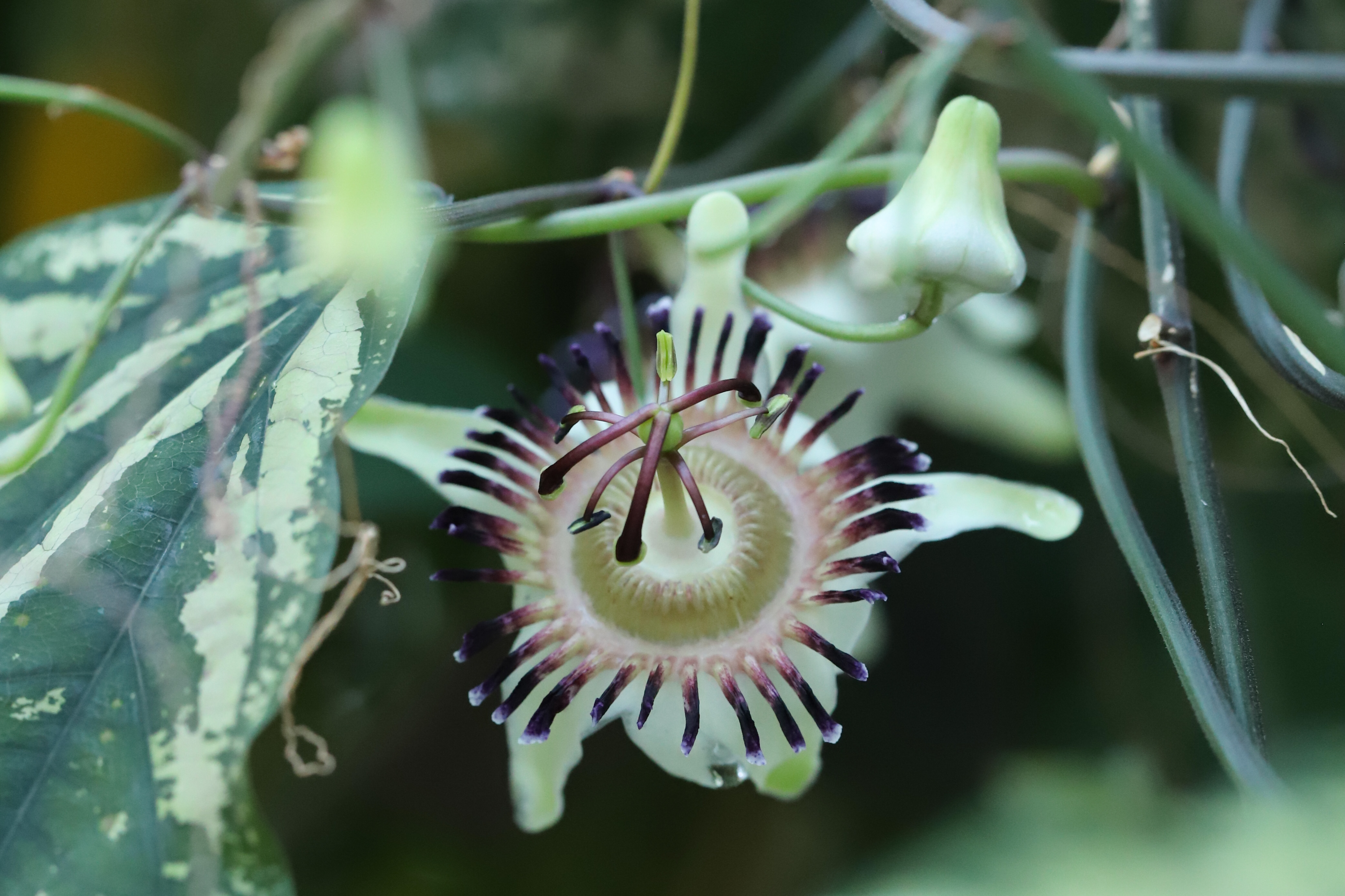 Passiflora organensis