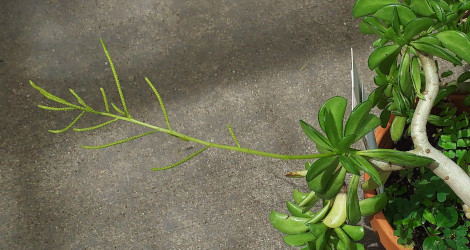 Peperomia dolabriformis