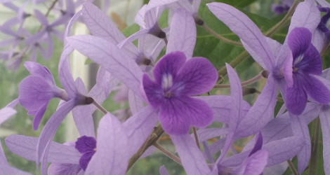 Petrea volubilis