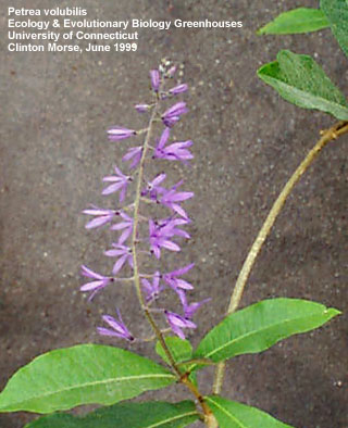 Petrea volubilis