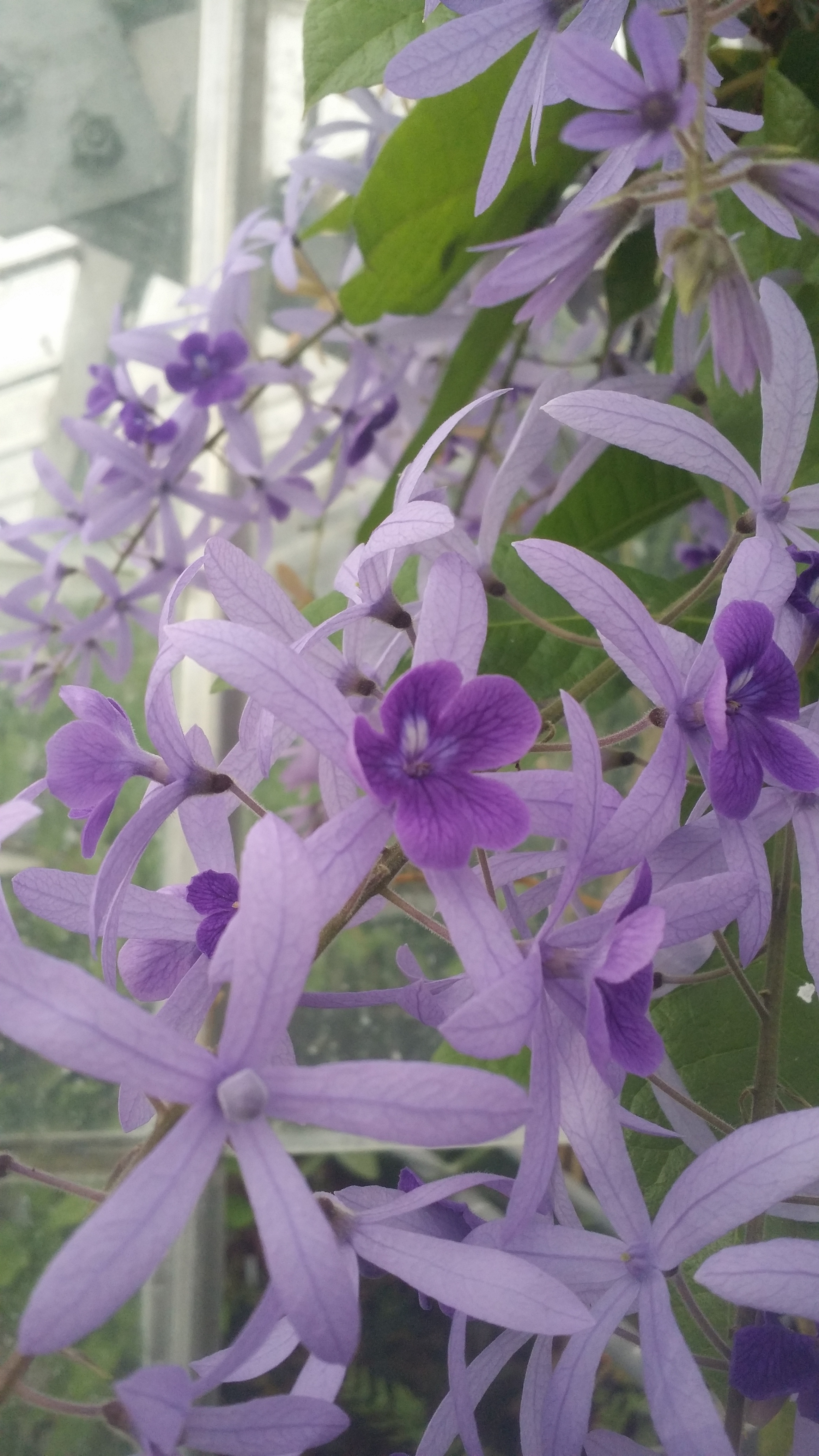 Petrea volubilis